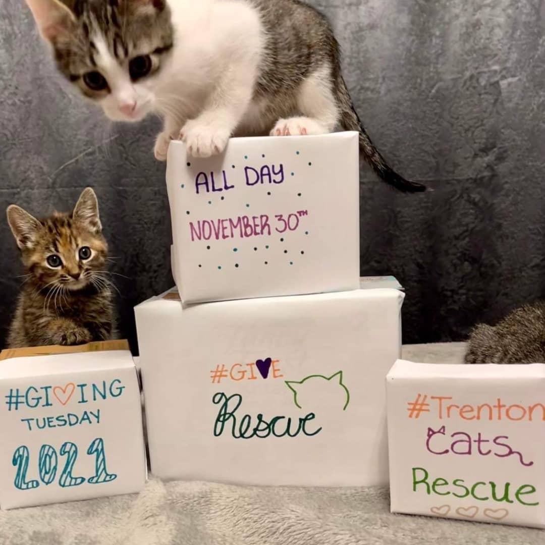 It's almost <a target='_blank' href='https://www.instagram.com/explore/tags/givingtuesday/'>#givingtuesday</a> and your contribution will make an impact, whether you donate $5 or $500. Every little bit helps!!

Trenton Cats Rescue provides humane solutions for the cats of Trenton NJ and their people. We do this through our low or no cost programs such as veterinary assistance, food and litter supplies, behavior counseling, spay/neuter for owned and free-roaming cats, adoptions, TNR, and more.

We get no government assistance and are entirely funded by your generous donations and grants. We are all volunteers and are very grateful for any and all help.

Thank you for your support!
