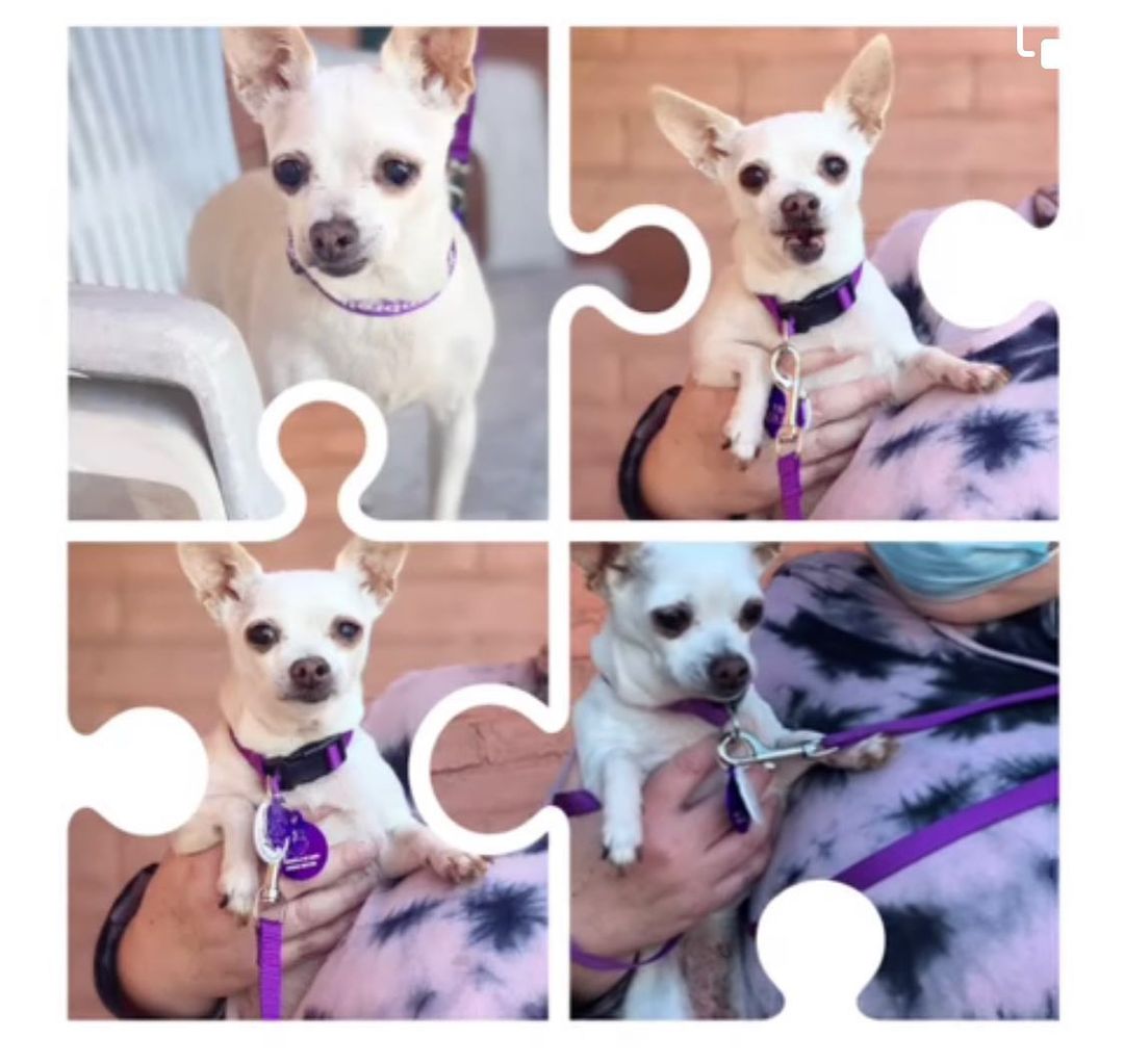 Meet Pina Colada!

Pina Colada is a ~5 yr old, 7 lb Chihuahua who joins us from Wasco Animal Control 

She is microchipped, vaccinated and free of parasites. 

She will be spayed later this month.  She has also had a dental with a few extractions

Her foster mom says this about her

“Pina Colada is your typical everyone who meets her falls in love with her immediately. She loves when you pet her and snuggle her face. She is a super sweet gal, and just wants treats, long naps in your lap and to chill.

She usually just rests on her oversized dog bed but loves to sleep in a lap or very close to her person. 

We are working on her being  house broken I expect a learning curve as she changes to her new home.  She does fine in a crate 

Pina is only vocal when she wants something. She will bark as her way of telling you to pick her up or treat. 

She is fostered with a pit bull, two chihuahuas and a cat. She’s in love with them all. 

Her current favorite activity is to nap or wander the house. Her activities include walking around the house following her foster mom everywhere she goes in the house (literally everywhere) and a stroll with her foster siblings in the neighborhood.

Expect slow walks since Pina is only 5lbs and doesn’t need a ton of exercise.

She should be fine with gentle children of all ages”

She is fostered in the SF Bay Area of CA and will only be available to people willing to come to us to adopt 

If you would like to adopt please send a THOROUGH email that mentions DETAILS FROM THIS BIO to beourpet@gmail.com

If you cannot adopt, but would like to make a tax-deductible (EIN 45-4103375) towards this pet's care please do so on this post (if this is an option) or by one of these 

www.paypal.me/UOH
Zelle beourpet@gmail.com
Venmo umbrellaof-hoperescue

You can also buy Umbrella of Hope merchandise where you not only advertise our cause with cute clothes, but the proceeds also benefit our medical fund — at tinyurl.com/pineappletee

We have an Etsy store where all proceeds benefit our medical fund at https://www.etsy.com/shop/Umbrellaofhope

Amazon Wish List https://a.co/2sALMwd