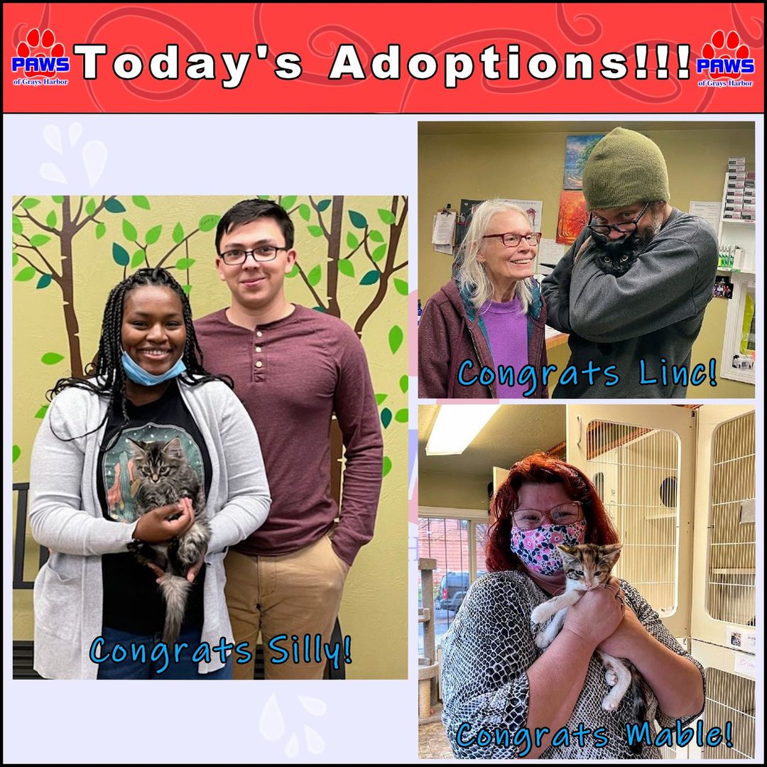 This Caturday was a lovely follow-up to Thanksgiving with 3 kitty adoptions! 💫🙀

First is the little tabby kitten Silly! He now has a mom and dad to goof around with and a forever home to call his own!

Linc has plenty of personality. His pointed ears and awkward approach to everything are some of the things the PAWSGH team has grown to love and we're glad he's getting to live it up!

Then there is little Mable. The little patchwork-marked kitten is going to be always grateful for the kindness she has been shown today. Many more doors have come into her life all because one woman opened one for her.

Thank you SO MUCH to today's adopters! Y'all are awesome! If you too wish to open your door to a new fluffy friend, check out our adoptable pets at: http://www.pawsgh.org/adoptablepets/

<a target='_blank' href='https://www.instagram.com/explore/tags/adoptdontshop/'>#adoptdontshop</a> <a target='_blank' href='https://www.instagram.com/explore/tags/makeadifference/'>#makeadifference</a> <a target='_blank' href='https://www.instagram.com/explore/tags/cat/'>#cat</a> <a target='_blank' href='https://www.instagram.com/explore/tags/cats/'>#cats</a> <a target='_blank' href='https://www.instagram.com/explore/tags/kitten/'>#kitten</a> <a target='_blank' href='https://www.instagram.com/explore/tags/kittens/'>#kittens</a> <a target='_blank' href='https://www.instagram.com/explore/tags/catsofinstagram/'>#catsofinstagram</a> <a target='_blank' href='https://www.instagram.com/explore/tags/kittensofinstagram/'>#kittensofinstagram</a> <a target='_blank' href='https://www.instagram.com/explore/tags/pawsghcats/'>#pawsghcats</a> <a target='_blank' href='https://www.instagram.com/explore/tags/pawsghkittens/'>#pawsghkittens</a> <a target='_blank' href='https://www.instagram.com/explore/tags/pawsgh/'>#pawsgh</a> <a target='_blank' href='https://www.instagram.com/explore/tags/cute/'>#cute</a> <a target='_blank' href='https://www.instagram.com/explore/tags/cuteanimals/'>#cuteanimals</a> <a target='_blank' href='https://www.instagram.com/explore/tags/animalshelter/'>#animalshelter</a>