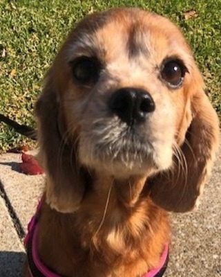 Sweet Paisley could sure use a foster home, she came from a breeder and was so neglected, she could use some TLC, she's an 8 year old Cavalier King Charles Spaniel - playful, affectionate, sociable, gentle, and obedient, if you can foster, please email poochsavers@gmail.com, thank you.
<a target='_blank' href='https://www.instagram.com/explore/tags/PoochSaversRescue/'>#PoochSaversRescue</a>
Every Dog Deserves A Second Chance
Saving one dog will not change the world, but for that one dog, the world will change! ❤
You have the power to change a life, please do not waste it!
<a target='_blank' href='https://www.instagram.com/explore/tags/ListenToYourHeart/'>#ListenToYourHeart</a>