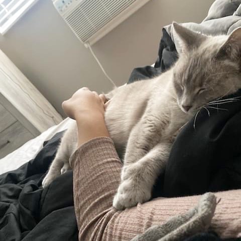 Mittens says good night and for those who celebrate it, Happy Hanukkah 🕎. 

This gal loves to snuggle and her new family is all on board with that. 😻 
Mittens were adopted once and then returned for no fault of her own, it wasn’t working out. But maybe.. it was just meant to be so she could then find her perfect match 💕

Thank You to her foster parents, the volunteers at the PetSmart on Irving Park Rd, and her new mom and dad. 

If you are looking for your snuggle bug don’t delay and check out our available kitties (catsfff.org/adopt) we are still running our Black Friday promotion (all cats are $75 each or $100 for a pair).

Or… if you are not in the market to adopt, give a chance to cats like Mittens, submit a foster application, and/or donate for <a target='_blank' href='https://www.instagram.com/explore/tags/givingtuesday/'>#givingtuesday</a> at catsfff.org/giving 🙏🏻❤️