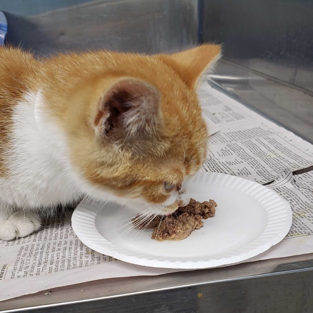 Your feline friends from the Humane Society of Macomb are here with a quick reminder about paper plates!

If you have any unused paper plates after Thanksgiving, please consider donating them as they are great for distributing medicine or special food to rescues. 

Paper plates can be dropped off any time during our operating hours of Tuesday, Wednesday, Friday, and Saturday from 10 am to 12 pm and 1-4 pm. As well as Thursday from 10 am to 12 pm and 1 pm to 6 pm.