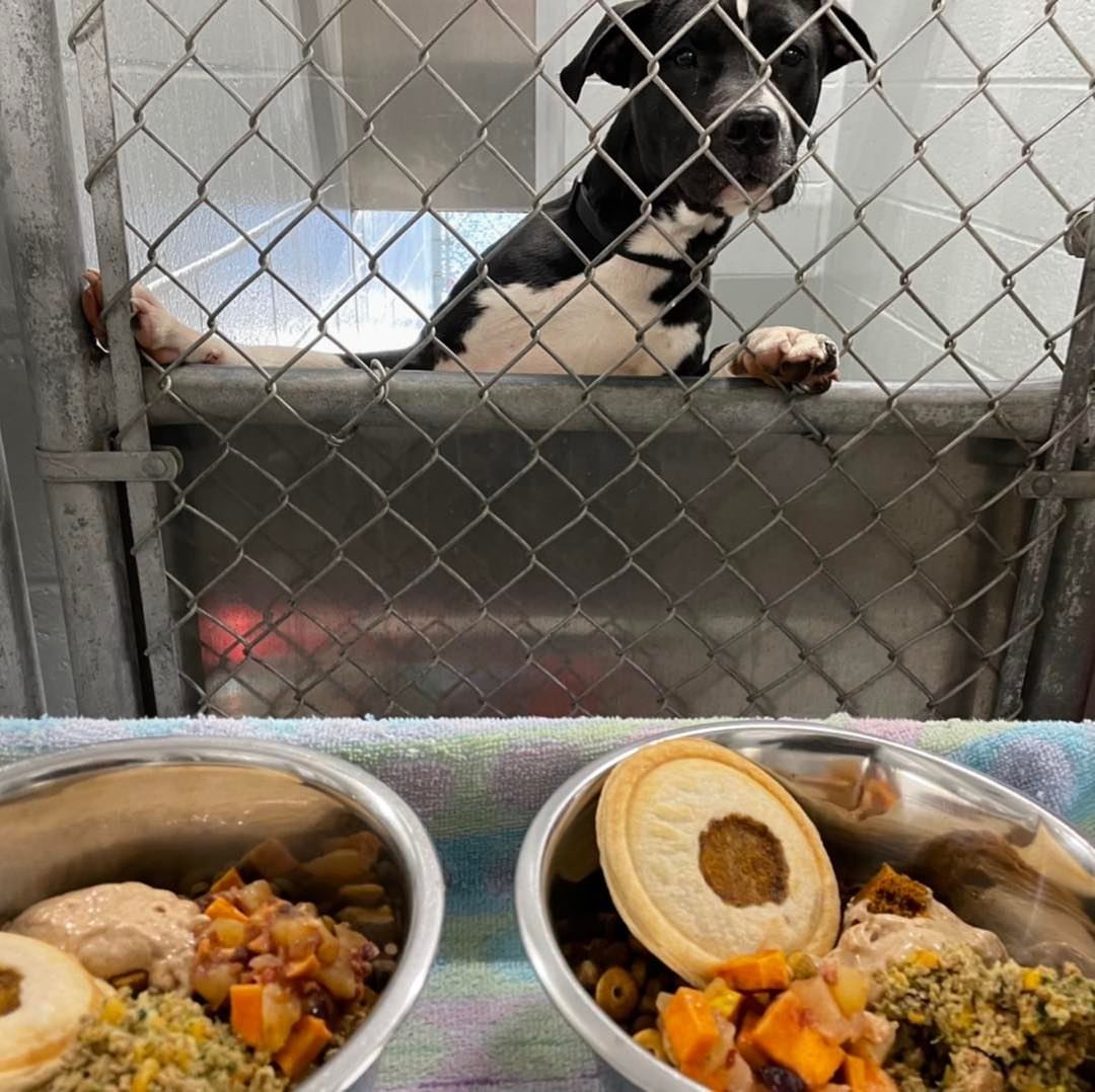 Thanks to Bag of Bones Barkery, our resident dogs enjoyed a feast for Thanksgiving! 
We couldn’t be happier for the love and support of our homeless dogs in the shelter. 

<a target='_blank' href='https://www.instagram.com/explore/tags/hamiltonanimalshelter/'>#hamiltonanimalshelter</a> <a target='_blank' href='https://www.instagram.com/explore/tags/thankful/'>#thankful</a> <a target='_blank' href='https://www.instagram.com/explore/tags/thanksgivingfeast/'>#thanksgivingfeast</a> <a target='_blank' href='https://www.instagram.com/explore/tags/adoptashelterdog/'>#adoptashelterdog</a> <a target='_blank' href='https://www.instagram.com/explore/tags/ittakesavillage/'>#ittakesavillage</a>