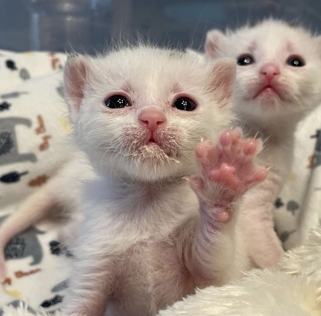 Newborn kittens stuck in a storm drain during a rainstorm? 🙀 Beyond terrifying! 

Yet this nightmare was the reality for Tempo, Cora, and Wild until a first responder arrived at the scene! Despite having to practically crawl inside the drain (while a Good Samaritan held onto his feet for dear life!), the animal control officer was able to save all three kittens from the dangerous situation. 😻👏

When our team in Salt Lake City heard what these sweet kittens had gone through, they rushed to help— and within hours, Amanda was en-route to pick the kittens up to foster! 🚗  She knew that they would require around-the-clock care and bottle feeding, but was not deterred. Once home, and after a much-needed bath, they started on their journey to recovery. The kittens were extremely dirty with gunk in their noses and eyes, and sores on their paws, but thanks to Amanda and their second long-term foster Stephanie, they are thriving in their new adoptive homes! 💞

The feline trio may have started off life in the sewer, but thanks to supporters like YOU, they soon got the second chance they deserve. Be a part of the lifesaving magic this <a target='_blank' href='https://www.instagram.com/explore/tags/GivingTuesday/'>#GivingTuesday</a> via the link in our bio! ❤️