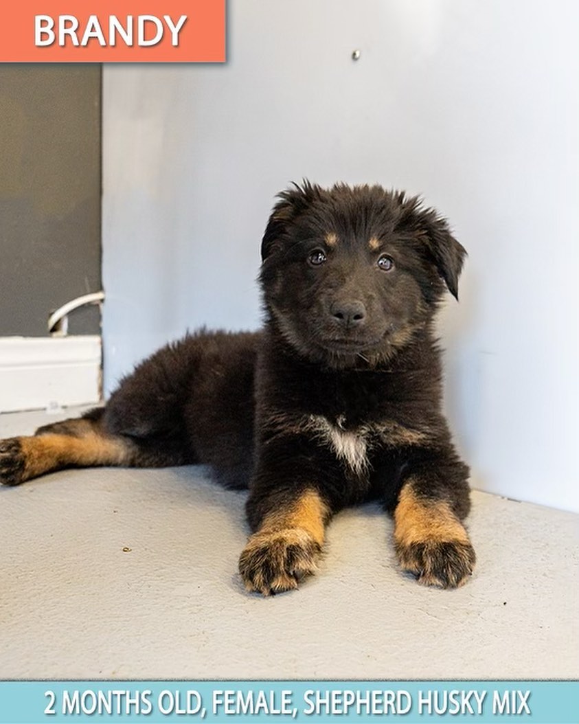 The cuteness does not stop. ❤️

Please meet these amazing puppies who all came to us last week from Perris, California. 😍

Swipe through to meet 6, Husky/Shepard mixes and apply now. 

These babies were left to did and running in the streets. Just look at them now 🤩

<a target='_blank' href='https://www.instagram.com/explore/tags/wagmor/'>#wagmor</a> <a target='_blank' href='https://www.instagram.com/explore/tags/wagmorpets/'>#wagmorpets</a> <a target='_blank' href='https://www.instagram.com/explore/tags/Wagmorfamily/'>#Wagmorfamily</a>