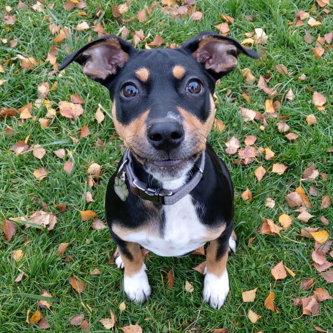 Hello furends! I made it to Bellingham and got to run around a bit before it got dark out. Great to stretch out these puppy legs.
💞🐕💞🐕
.
<a target='_blank' href='https://www.instagram.com/explore/tags/travelday/'>#travelday</a> <a target='_blank' href='https://www.instagram.com/explore/tags/pnwrescue/'>#pnwrescue</a> <a target='_blank' href='https://www.instagram.com/explore/tags/poidog/'>#poidog</a> <a target='_blank' href='https://www.instagram.com/explore/tags/puppyeyes/'>#puppyeyes</a> <a target='_blank' href='https://www.instagram.com/explore/tags/foreverfamilyneeded/'>#foreverfamilyneeded</a> <a target='_blank' href='https://www.instagram.com/explore/tags/adoptionisthebestoption/'>#adoptionisthebestoption</a> <a target='_blank' href='https://www.instagram.com/explore/tags/adoptabledogsofinstagram/'>#adoptabledogsofinstagram</a> <a target='_blank' href='https://www.instagram.com/explore/tags/bham/'>#bham</a> <a target='_blank' href='https://www.instagram.com/explore/tags/Bellingham/'>#Bellingham</a> <a target='_blank' href='https://www.instagram.com/explore/tags/puppygram/'>#puppygram</a>