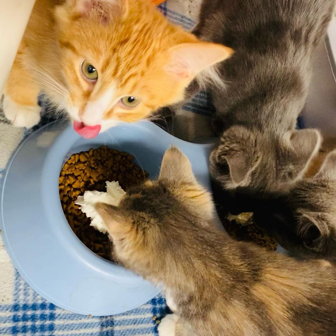 We hope everyone had a very Happy Thanksgiving! Our shelter animals enjoyed some very special treats today. And, they told us that they are grateful for every single person who helps give them a second chance. So, to all of our staff, volunteers, donors, and community supporters, we thank you!