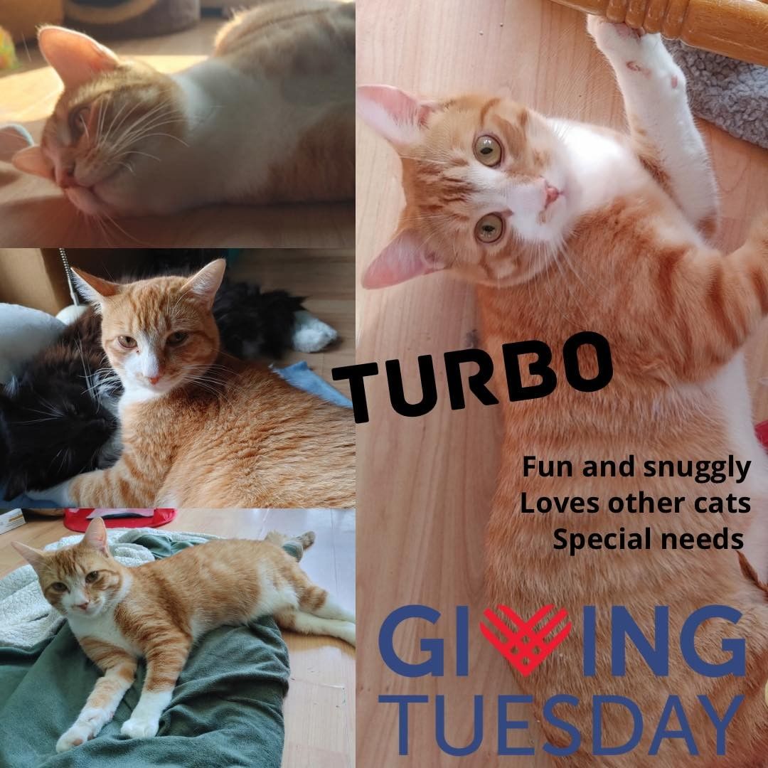 <a target='_blank' href='https://www.instagram.com/explore/tags/givingtuesday/'>#givingtuesday</a> is a special day to support the charities close to your heart. Today we focus on some of extra special cats in our care. 

Turbo has been with us, patiently waiting for his forever home, for 396 days today. We don’t really know why. Sure, he’s special needs, he has no mobility of his back legs and needs his bladder manually expressed, but beyond these medical needs - he’s perfect. In ever way. He’s amazing with other cats, he loves to both play and nap, he’s fiercely independent and gets around in his own unique way, and can do anything he sets his mind to. His optimism and determination in his approach to life are inspiring. He is one of the most lovable happy cats in our care. 

He will spent his 400th day with us, and we will continue to share and celebrate how amazing he is. He will likely spent his second Christmas with Team Cat Rescue. Every year we look at the cats who have been with us the longest and wonder why they have been over looked by so many. Turbo just wishes for a forever home of his own. 

Because of your help we can commit to cats like Turbo. Although we never expected him to be with us for so long, we are grateful to have your help and support. We know his perfect home is out there. 

To donate, etransfers at info@teamcatrescue.ca, see the link below or in our bio. Donations of $20+ are eligible for a tax receipt, please email us your address. https://www.canadahelps.org/en/charities/team-cat-rescue-incorporated/giving-tuesday-2021

.
.
.
.
.
.
.
.
.
<a target='_blank' href='https://www.instagram.com/explore/tags/teamcatrescue/'>#teamcatrescue</a> <a target='_blank' href='https://www.instagram.com/explore/tags/adoptacat/'>#adoptacat</a> <a target='_blank' href='https://www.instagram.com/explore/tags/adoptdontshop/'>#adoptdontshop</a> <a target='_blank' href='https://www.instagram.com/explore/tags/catrescue/'>#catrescue</a> <a target='_blank' href='https://www.instagram.com/explore/tags/rescuecat/'>#rescuecat</a> <a target='_blank' href='https://www.instagram.com/explore/tags/adopt/'>#adopt</a> <a target='_blank' href='https://www.instagram.com/explore/tags/adoption/'>#adoption</a> <a target='_blank' href='https://www.instagram.com/explore/tags/love/'>#love</a> <a target='_blank' href='https://www.instagram.com/explore/tags/catlovers/'>#catlovers</a> <a target='_blank' href='https://www.instagram.com/explore/tags/catlife/'>#catlife</a> <a target='_blank' href='https://www.instagram.com/explore/tags/cute/'>#cute</a> <a target='_blank' href='https://www.instagram.com/explore/tags/happy/'>#happy</a> <a target='_blank' href='https://www.instagram.com/explore/tags/toronto/'>#toronto</a> <a target='_blank' href='https://www.instagram.com/explore/tags/ilovemycat/'>#ilovemycat</a> <a target='_blank' href='https://www.instagram.com/explore/tags/cat/'>#cat</a> <a target='_blank' href='https://www.instagram.com/explore/tags/adoptcat/'>#adoptcat</a> <a target='_blank' href='https://www.instagram.com/explore/tags/nonprofit/'>#nonprofit</a> <a target='_blank' href='https://www.instagram.com/explore/tags/charity/'>#charity</a> <a target='_blank' href='https://www.instagram.com/explore/tags/follow/'>#follow</a> <a target='_blank' href='https://www.instagram.com/explore/tags/instagood/'>#instagood</a> <a target='_blank' href='https://www.instagram.com/explore/tags/catsofinstagram/'>#catsofinstagram</a> <a target='_blank' href='https://www.instagram.com/explore/tags/cats_of_instagram/'>#cats_of_instagram</a>