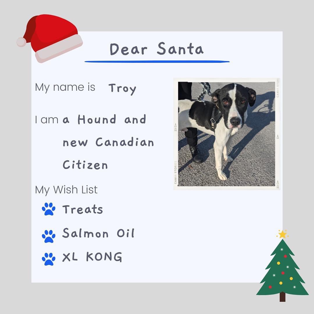 The shelter dogs have written their letters to Santa! 📬

While their number one wish is to be adopted and in a home, there are items that would make a difference in their stay at the shelter. 

With less than a month until Christmas, we are sharing their Wish Lists and hope to be able to give each dog a special gift! If the dog is adopted, their gift will be shared with any new dogs in the shelter. 

Love from, 
Jake, Buddy, Lucy, Casper & Troy!

<a target='_blank' href='https://www.instagram.com/explore/tags/shelterdogs/'>#shelterdogs</a> <a target='_blank' href='https://www.instagram.com/explore/tags/lettertosanta/'>#lettertosanta</a> <a target='_blank' href='https://www.instagram.com/explore/tags/rescuedogsofinstagram/'>#rescuedogsofinstagram</a> <a target='_blank' href='https://www.instagram.com/explore/tags/wishlist/'>#wishlist</a> <a target='_blank' href='https://www.instagram.com/explore/tags/dogs/'>#dogs</a> <a target='_blank' href='https://www.instagram.com/explore/tags/christmas/'>#christmas</a> <a target='_blank' href='https://www.instagram.com/explore/tags/santapaws/'>#santapaws</a> 
@kongcompany @bennybullys @walnutgroveboarding @justinspetstore @allcreaturescobourg @petvaluporthope @paulmacspets