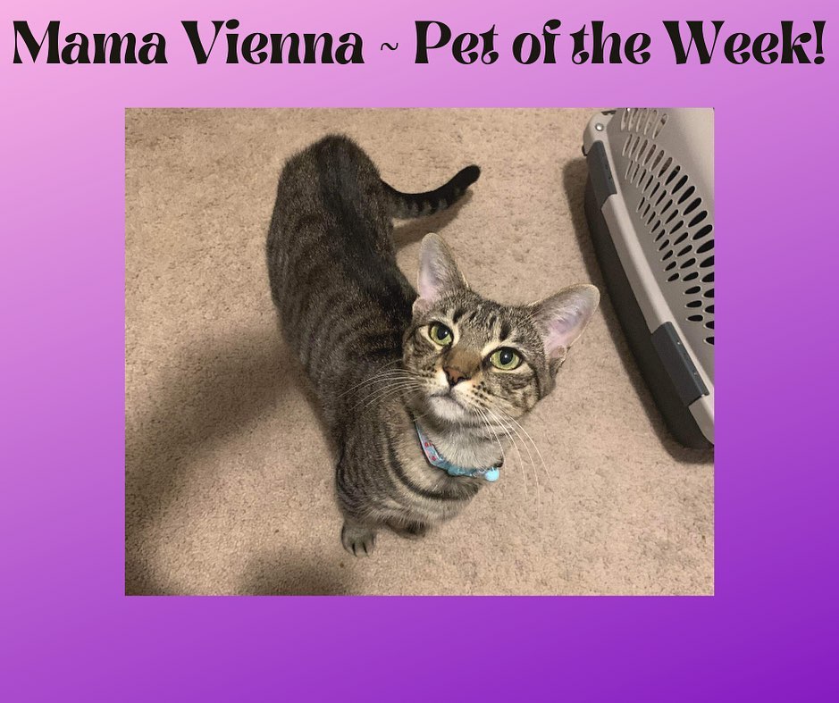 😻 Mama Vienna is our Pet of the Week! 😻

🐾 She’s looking for her forever home where she can get all the love and attention she deserves. 💜

🌟 This week only, you can adopt her with an approved application with a $50 adoption fee!🌟

🐾 Apply today! 
https://forms.gle/tKYFmVYAT9JH5Xkk6

* This offer ends on midnight December 5, 2021 *

Please SHARE! 🐱