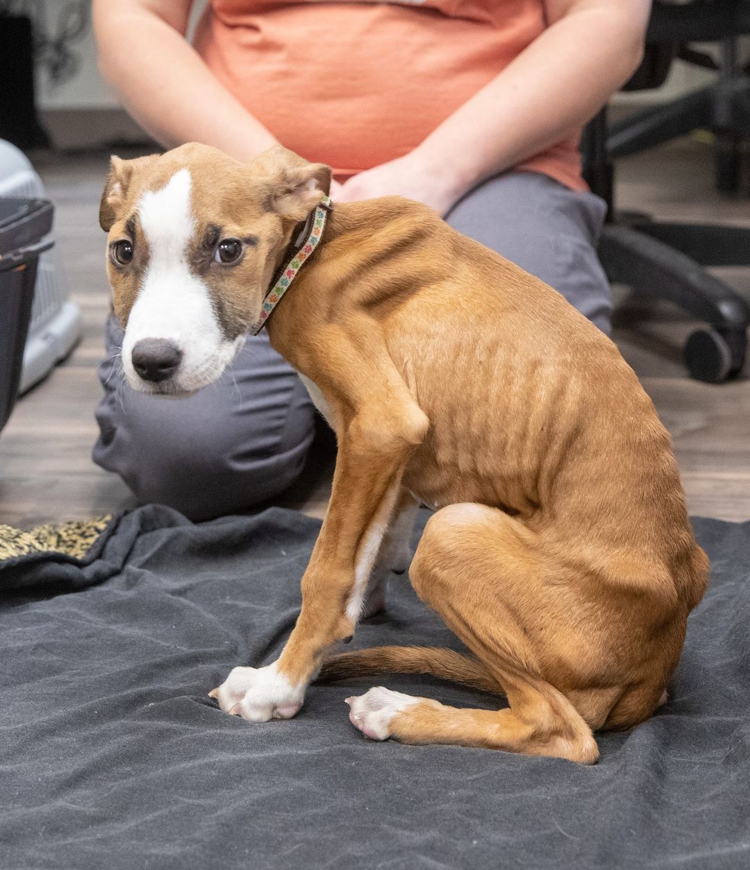 It is Giving Tuesday, and we're raising money for animals like Ramona. Visit the fundraiser in our bio to lend a paw! 
 
She was locked in a crate. Emaciated. Hypothermic. Too weak to stand. 
 
Weighing 9 pounds with a 90.2 degree temperature, we didn’t know if Ramona would make it. But our dedicated medical team sprang into action, stabilizing her temperature and getting her on a weight-gain diet while providing emergency fluids and supplements. They saved her life! 
 
Because of supporters like you, we don’t have to wait a single second to provide emergency care to homeless and abused animals like Ramona. And today, donations are DOUBLED!  Click the fundraiser in our bio to make twice the difference.
.
.
.
<a target='_blank' href='https://www.instagram.com/explore/tags/givingtuesday/'>#givingtuesday</a>