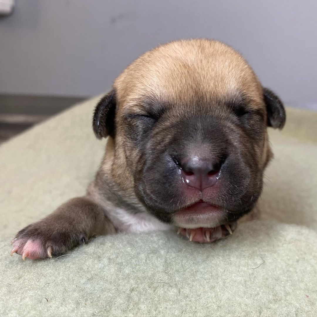 And another $1000 raised! Let’s keep it up! Meet Cranberry! One of 2 girls in the litter Cranberry has a near perfect circle on her chest. She’s the sleepy, full, Thanksgiving baby we posted. Cranberry never skips a meal and loves to snuggly her momma. 
🐾
It’s <a target='_blank' href='https://www.instagram.com/explore/tags/GivingTuesday/'>#GivingTuesday</a> and we’ll be introducing one puppy for every $1000 we raise! You shopped for yourself, family and friends on <a target='_blank' href='https://www.instagram.com/explore/tags/blackfriday/'>#blackfriday</a>, <a target='_blank' href='https://www.instagram.com/explore/tags/smallbusinesssaturday/'>#smallbusinesssaturday</a> and <a target='_blank' href='https://www.instagram.com/explore/tags/cybermonday/'>#cybermonday</a> so now it’s time to giveback! No donation is too small. Start a fundraiser on your pages, share with your friends, and help us save lives. 
🐾
Donate by following the link our bio to our website or the PayPal button, on this post, on our stories or to @venmo  @luckydogrefuge ! 
:
:
:
<a target='_blank' href='https://www.instagram.com/explore/tags/giveback/'>#giveback</a> <a target='_blank' href='https://www.instagram.com/explore/tags/givingback/'>#givingback</a> <a target='_blank' href='https://www.instagram.com/explore/tags/givingtuesday2021/'>#givingtuesday2021</a> <a target='_blank' href='https://www.instagram.com/explore/tags/payitforward/'>#payitforward</a> <a target='_blank' href='https://www.instagram.com/explore/tags/nonprofit/'>#nonprofit</a> <a target='_blank' href='https://www.instagram.com/explore/tags/adopt/'>#adopt</a> <a target='_blank' href='https://www.instagram.com/explore/tags/puppy/'>#puppy</a> <a target='_blank' href='https://www.instagram.com/explore/tags/puppiesofinstagram/'>#puppiesofinstagram</a> <a target='_blank' href='https://www.instagram.com/explore/tags/pup/'>#pup</a> <a target='_blank' href='https://www.instagram.com/explore/tags/puppylove/'>#puppylove</a> <a target='_blank' href='https://www.instagram.com/explore/tags/puppylife/'>#puppylife</a> <a target='_blank' href='https://www.instagram.com/explore/tags/puppies/'>#puppies</a> <a target='_blank' href='https://www.instagram.com/explore/tags/puppyoftheday/'>#puppyoftheday</a> <a target='_blank' href='https://www.instagram.com/explore/tags/brindle/'>#brindle</a> <a target='_blank' href='https://www.instagram.com/explore/tags/cute/'>#cute</a> <a target='_blank' href='https://www.instagram.com/explore/tags/rescued/'>#rescued</a> <a target='_blank' href='https://www.instagram.com/explore/tags/rescuedog/'>#rescuedog</a> <a target='_blank' href='https://www.instagram.com/explore/tags/1/'>#1</a> <a target='_blank' href='https://www.instagram.com/explore/tags/rescuedismyfavoritebreed/'>#rescuedismyfavoritebreed</a>