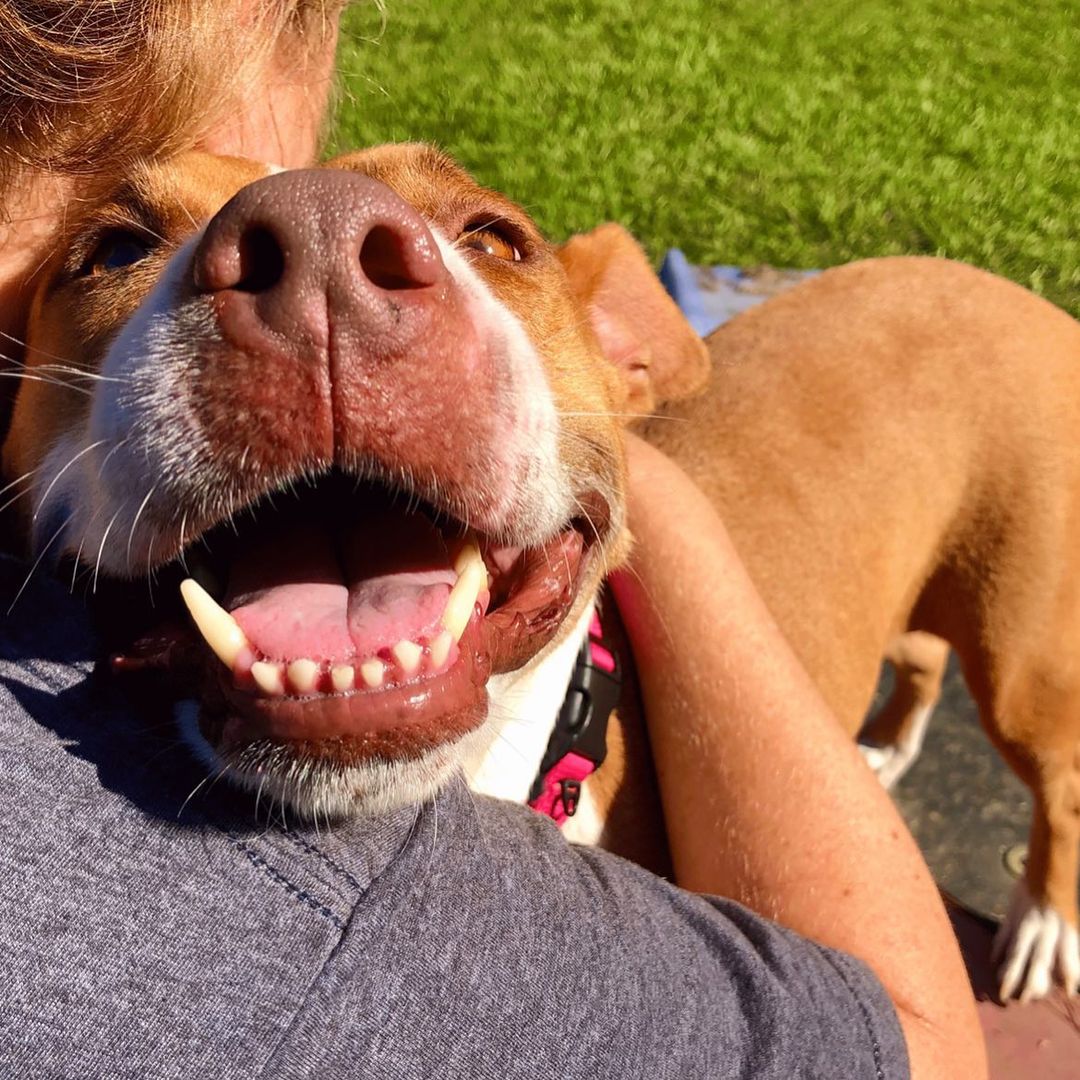 Matilda! ❤️ This sweet love bug is a champion cuddled. Swipe through to see her irresistible wiggle butt. She is around 4 years old. Matilda is just happy. Adopt Matilda and fill your life with ❤️. Adoptions open Tuesday through Friday 10-2. <a target='_blank' href='https://www.instagram.com/explore/tags/abandonedanimalrescue/'>#abandonedanimalrescue</a> <a target='_blank' href='https://www.instagram.com/explore/tags/givingpawsahelpinghand/'>#givingpawsahelpinghand</a> <a target='_blank' href='https://www.instagram.com/explore/tags/dogsofaar/'>#dogsofaar</a> <a target='_blank' href='https://www.instagram.com/explore/tags/pupper/'>#pupper</a> <a target='_blank' href='https://www.instagram.com/explore/tags/doggo/'>#doggo</a> <a target='_blank' href='https://www.instagram.com/explore/tags/rescue/'>#rescue</a> <a target='_blank' href='https://www.instagram.com/explore/tags/rescuedogs/'>#rescuedogs</a> <a target='_blank' href='https://www.instagram.com/explore/tags/shelterdog/'>#shelterdog</a> <a target='_blank' href='https://www.instagram.com/explore/tags/happydog/'>#happydog</a> <a target='_blank' href='https://www.instagram.com/explore/tags/gooddoggo/'>#gooddoggo</a> <a target='_blank' href='https://www.instagram.com/explore/tags/lovedogs/'>#lovedogs</a> <a target='_blank' href='https://www.instagram.com/explore/tags/puppies/'>#puppies</a> <a target='_blank' href='https://www.instagram.com/explore/tags/adopt/'>#adopt</a> <a target='_blank' href='https://www.instagram.com/explore/tags/adoptdontshop/'>#adoptdontshop</a> <a target='_blank' href='https://www.instagram.com/explore/tags/adoptable/'>#adoptable</a> <a target='_blank' href='https://www.instagram.com/explore/tags/conroetx/'>#conroetx</a> <a target='_blank' href='https://www.instagram.com/explore/tags/springtx/'>#springtx</a> <a target='_blank' href='https://www.instagram.com/explore/tags/katytx/'>#katytx</a> <a target='_blank' href='https://www.instagram.com/explore/tags/cypresstx/'>#cypresstx</a> <a target='_blank' href='https://www.instagram.com/explore/tags/houston/'>#houston</a> <a target='_blank' href='https://www.instagram.com/explore/tags/magnoliachamberofcommerce/'>#magnoliachamberofcommerce</a> <a target='_blank' href='https://www.instagram.com/explore/tags/magnoliatx/'>#magnoliatx</a> <a target='_blank' href='https://www.instagram.com/explore/tags/thewoodlands/'>#thewoodlands</a> <a target='_blank' href='https://www.instagram.com/explore/tags/pitbull/'>#pitbull</a> <a target='_blank' href='https://www.instagram.com/explore/tags/pitbulls/'>#pitbulls</a> <a target='_blank' href='https://www.instagram.com/explore/tags/pitbulllove/'>#pitbulllove</a> <a target='_blank' href='https://www.instagram.com/explore/tags/pittynation/'>#pittynation</a> <a target='_blank' href='https://www.instagram.com/explore/tags/pittylove/'>#pittylove</a> <a target='_blank' href='https://www.instagram.com/explore/tags/wigglebutt/'>#wigglebutt</a> <a target='_blank' href='https://www.instagram.com/explore/tags/lapdog/'>#lapdog</a>