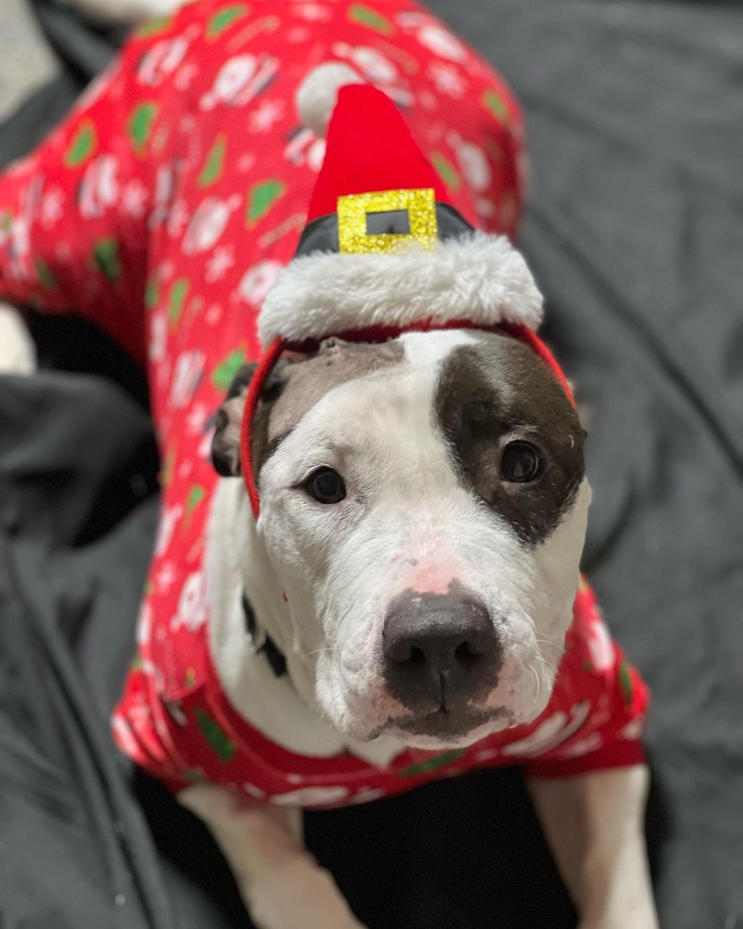 Four-year-old Oreo has been with us since April. Oreo came to us very pregnant, had nine babies and of course they've all been adopted and she's still sitting here waiting. Oreo walks nice on a leash, appears doggy OK, you can bring your dog by for a meet. Oreo would love to get out of here and into a home for the holidays. If interested send us an email we can get you over the application and set up to meet her tintonfallsahs@ahsppz.org