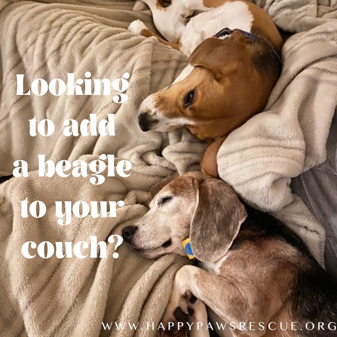 We are accepting applications for our next group of retired research beagles. They will be 6 years old and looking for their forever home! Visit our website today to learn more about research beagles and fill out an application!