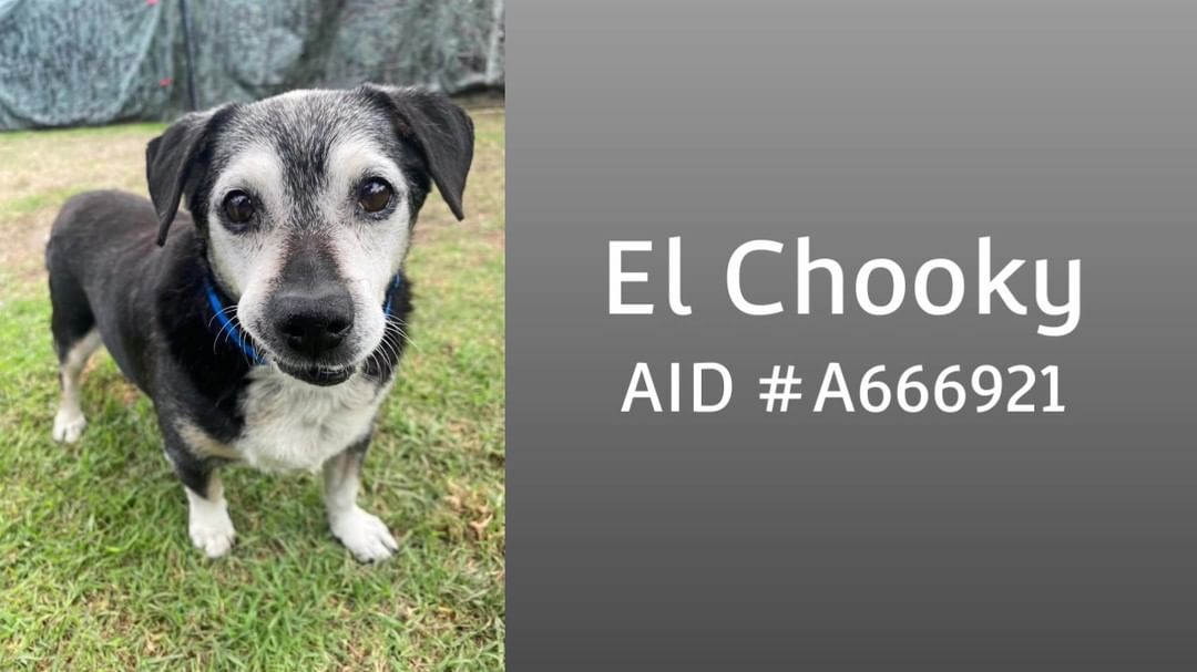 El Chooky (AID <a target='_blank' href='https://www.instagram.com/explore/tags/A666921/'>#A666921</a>) is our next featured senior for adopt a senior month! He's around 10 years old and would be perfect for someone who wants a relaxed, easy going companion. If you're interested in The Chookster, please apply at adopets.com or email petadopt@longbeach.gov to make an appointment!