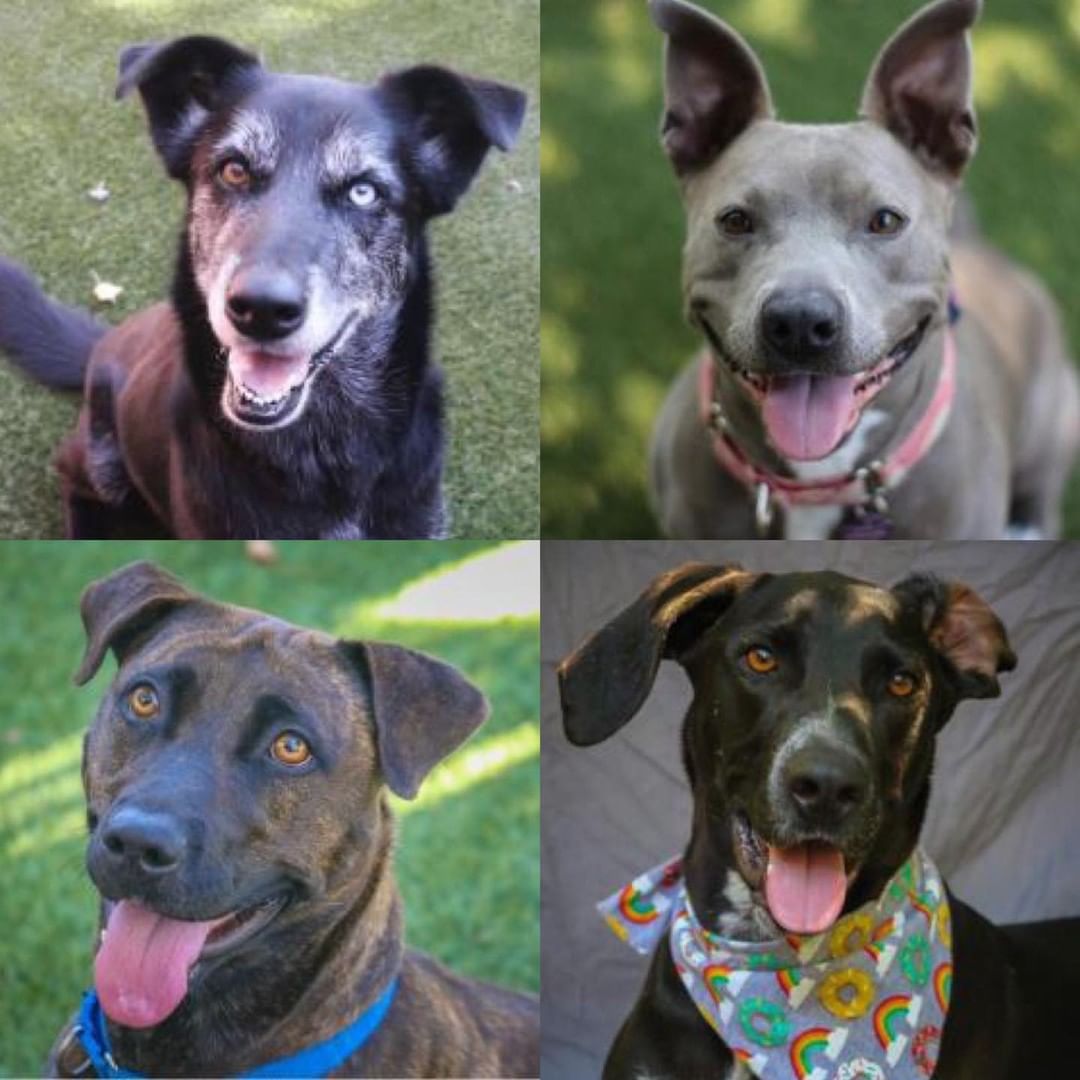 We currently only have four dogs available for adoption. Can you help us clear the shelter? 

We are not “perfect” but we all deserve a loving home.  We would all benefit being in a single pet home, most of us don’t get along with all dogs or cats. 

Top Left: 𝕭𝖊𝖌𝖔𝖓𝖎𝖆 is a 7 year old lab/collie mix who has a lot of love left to give, don’t let her gray face fool you! This sweetheart is affectionate and will love going on adventures with you. She can be a lot for most dogs and has a rambunctious play style. 

Top Right: 𝕾𝖔𝖚𝖕 is almost 3 years old, she has been in our care for 8 months!! This lady is loved by every person she meets. She gets so excited over a toy or a ball, she chatters her tongue. She is currently in foster and her foster says she’s great but she is nervous of loud trucks and noises. She would benefit from a home in a rural setting where it’s fairly quiet. 

Bottom Left: 𝕸𝖎𝖔𝖓𝖆 is a 2.5 year old Belgian Malinois/Plott hound mix. Miona lived with small children and gets along with most dogs but has a pretty excitable play style that most dogs don’t mingle well with. Miona is a tennis ball connoisseur and is very smart and obedient and will fetch all day. She does have a strong prey drive, so no small animals in the home for her. 

Bottom Right: 𝕻𝖗𝖎𝖘𝖈𝖎𝖑𝖑𝖆 is a 2 year old lab/ pointer/hound mix. Priscilla needs a special owner who really understands her needs and keeps involved in her training. She needs a person to be her leader. She has been working weekly with our trainer and will soon be going into board and train. Priscilla would benefit from having a home lined up for her when she is out of training, preferably with no other dogs as she can be selective and doesn’t like to share attention. 

To meet one of these lovely ladies, please go to our website to apply. https://www.syvhumane.org/adoptions/available-dogs