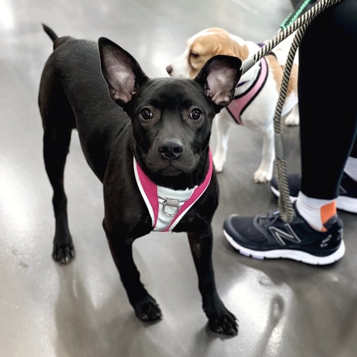 Marilyn is about 5  months old and is excited to see everyone at the events. She is curious and loves exploring, gets along great with other dogs and wants to play! She is very treat motivated and loves to nap on soft, fluffy blankets! She sleeps all night and is doing well with her house training. 

To be considered the first step is to apply here: https://www.pawsup4rescue.org/dog-cat-applicaiton 
We are located in Joliet Illinois and require adopters be within a 100 mile radius to adopt. If your app is picked we will be in touch by phone to set up a private meet.  If the dog is adopted we will post the adoption pic. Information on fees can be found here: https://www.pawsup4rescue.org/adoptions
<a target='_blank' href='https://www.instagram.com/explore/tags/pu4r/'>#pu4r</a> <a target='_blank' href='https://www.instagram.com/explore/tags/fosterdog/'>#fosterdog</a> <a target='_blank' href='https://www.instagram.com/explore/tags/rescuedog/'>#rescuedog</a> <a target='_blank' href='https://www.instagram.com/explore/tags/adoptdontshop/'>#adoptdontshop</a> <a target='_blank' href='https://www.instagram.com/explore/tags/blackdogsrule/'>#blackdogsrule</a>