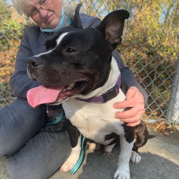 HERCULES- 2yo squishable Hulk with the best ears

People want cuddly dogs.
Hercules happens to be a VERY cuddly dog.
...Seriously...he won the award for 