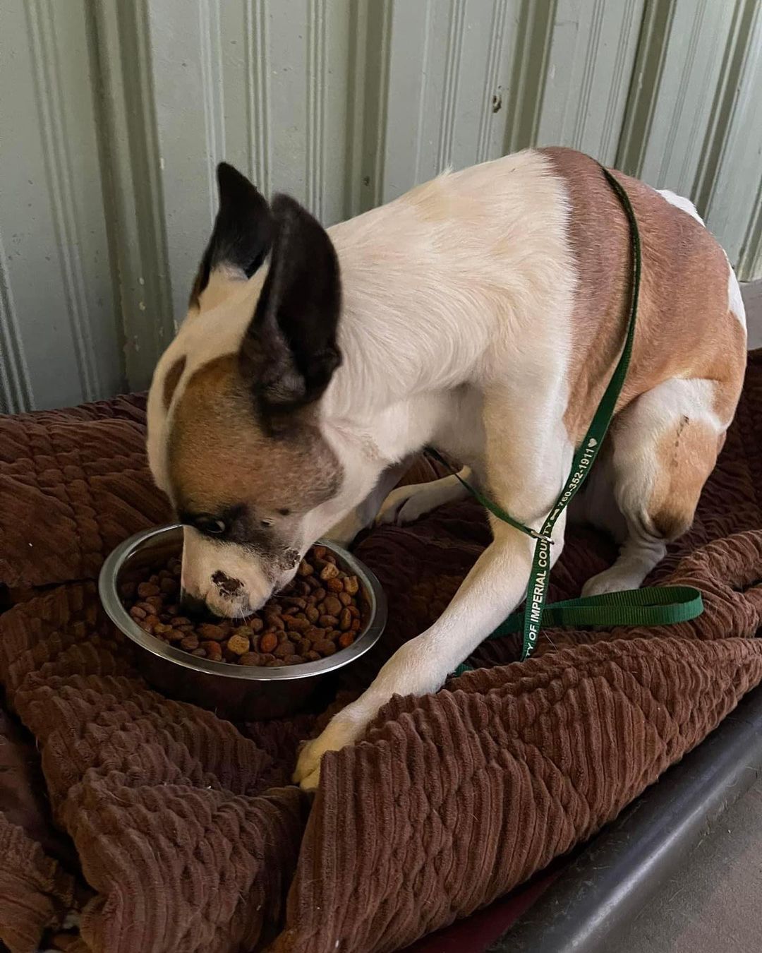 *** UPDATE ON RILEY (a.k.a. Brawley Boy): 11-27-21, 2:30 pm ***

We apologize for the delayed update, but it has been insanely busy here at the shelter. The number of animals coming in everyday is overwhelming and it’s all hands on deck right now… Anyway, we decided to name him Riley and we think he really likes his new name! Riley came back from the vet earlier this week, but it seems his incident has taken some lasting effects on his body. We believe he is partially blind in one eye and he has difficulty using his front legs which makes standing and walking a challenge for him, BUT each day he gets up and moves around a little more than the day before. Riley has a very good appetite and we have come to find that he LOVES blankies and he LOVES having his belly rubbed! Each night before we leave, one of the care techs wraps him up in his blanket like a burrito and he falls asleep right away. He’s actually super adorable and we all love him so much already! He is a tad bit leery of new people, but we have gotten quite a few tail wags out of him. 😉 He is still on a concoction of medication for multiple things, but we believe that with time and lots of love, he is going to be just fine. 

We would really like to get our Riley boy into a foster home as we strongly believe it will help with his treatment and healing process. If anyone can open up their home to this special boy, please let us know! 🙏🏼

Once again, our entire team would like to give a very heartfelt THANK YOU to everyone out there who helped us help him! Riley still has a ways to go, but he’s headed in the right direction on his road to recovery. Please continue to shower him with TONS of love and healing/pawsitive energy! 🐾❤️

We frequently get animals just like Riley coming in on a regular basis. If anyone would like to help other animals in our care who have special needs, please consider making a donation towards our <a target='_blank' href='https://www.instagram.com/explore/tags/GivingTuesday/'>#GivingTuesday</a> fundraiser on Tuesday, November 30th. Below is a direct link to the fundraiser: ⬇️ Thank you! 
https://www.facebook.com/donate/617108956225946/617108979559277/