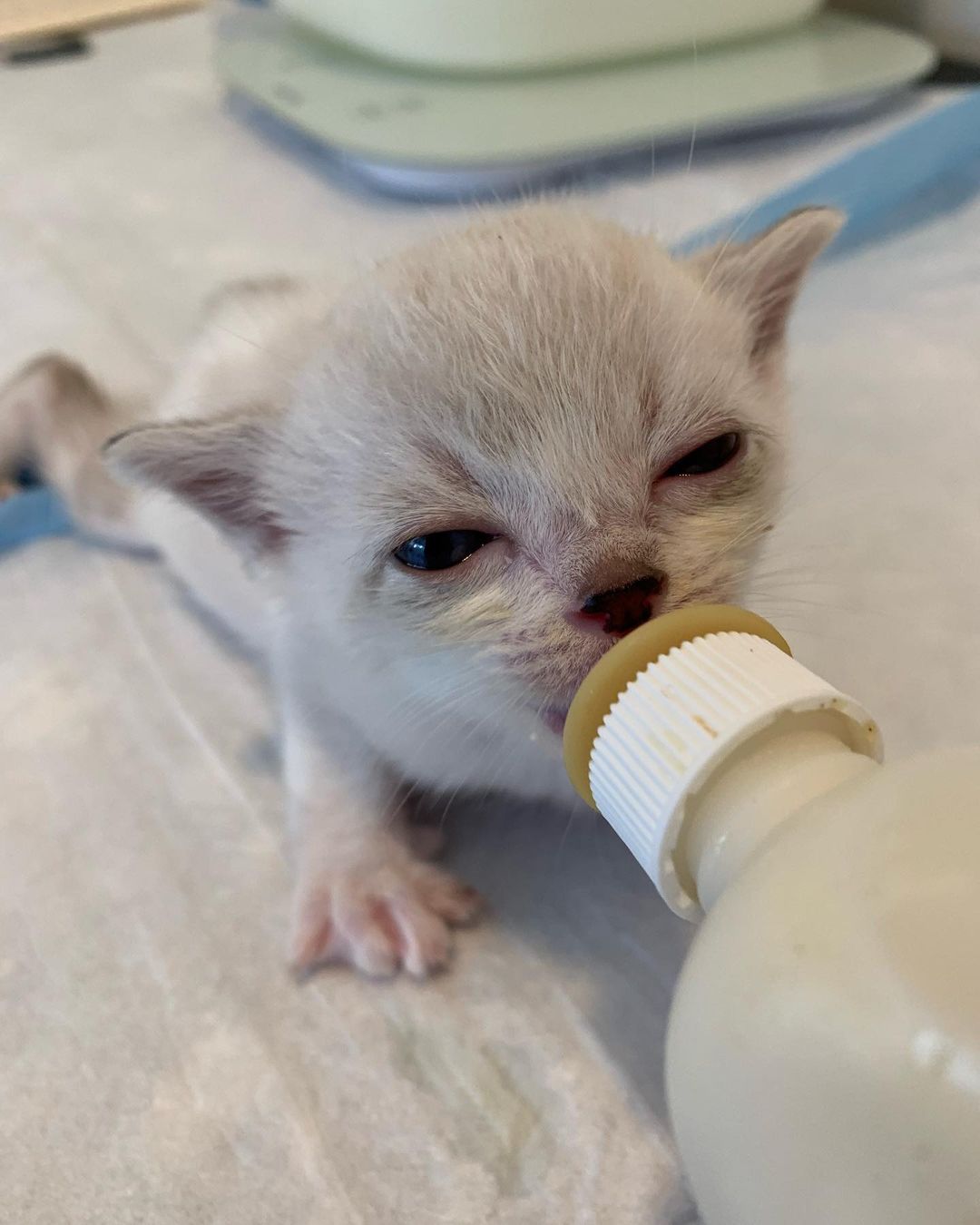 Monday’s after a long weekend! 😽 🍼🦊🐺🐻🐧 <a target='_blank' href='https://www.instagram.com/explore/tags/bottlebabies/'>#bottlebabies</a> <a target='_blank' href='https://www.instagram.com/explore/tags/bottlebaby/'>#bottlebaby</a> <a target='_blank' href='https://www.instagram.com/explore/tags/bottlebabykitten/'>#bottlebabykitten</a> <a target='_blank' href='https://www.instagram.com/explore/tags/siamesemix/'>#siamesemix</a> <a target='_blank' href='https://www.instagram.com/explore/tags/tuxedokitten/'>#tuxedokitten</a> <a target='_blank' href='https://www.instagram.com/explore/tags/orphankitten/'>#orphankitten</a>