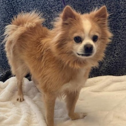 Meet Chubbs. He is a 6 year old 17 pomeranian mix. He is fully vetted, he has a deformed front leg from a previous injury that does not bother him. 

Apply online at
www.piedmontanimalrescue.com/adopt