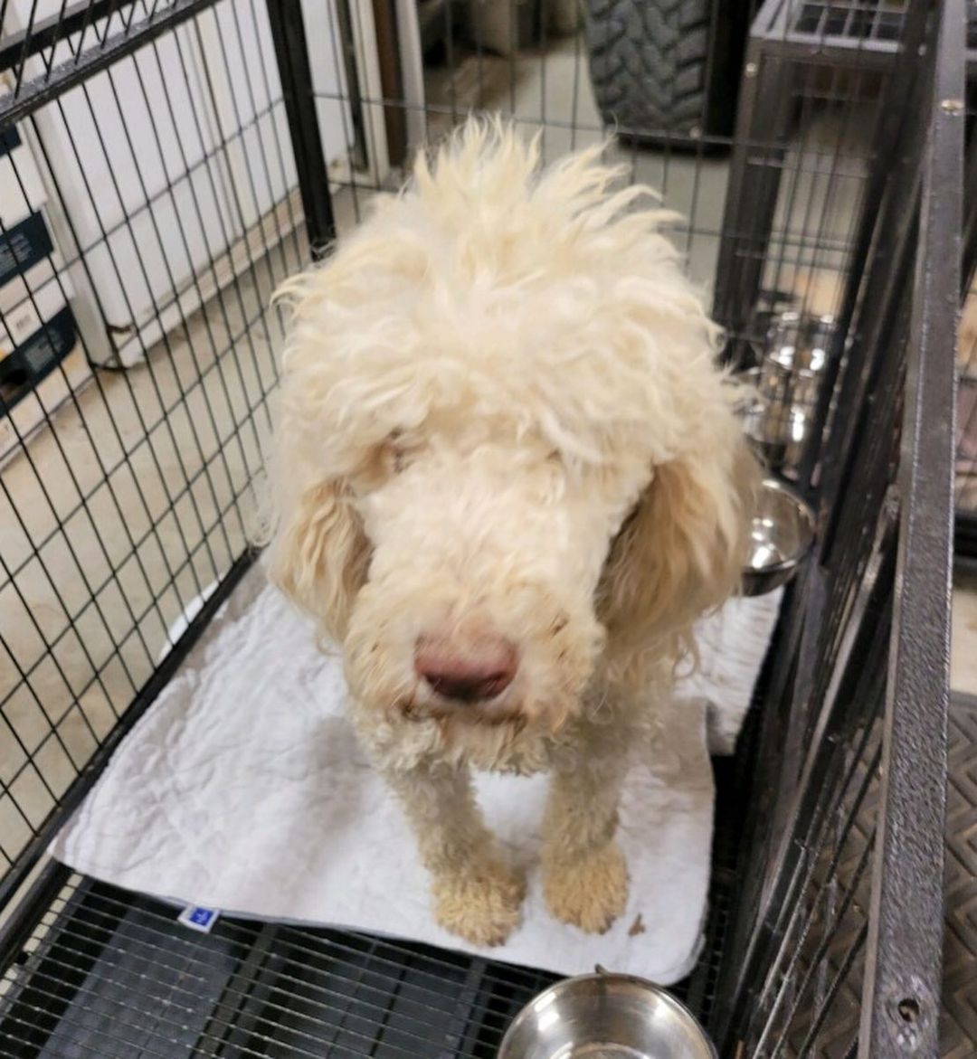 🆘 INTAKE IS OPEN AGAIN 🆘
 
We have a waitlist of dogs needing to come into our rescue and first on the list is a group of 5 Standard Poodles and Labradoodles. They are a breeder surrender, they are all female and all need vetting, including spays. We need to raise some funds for their vetting, grooming, food and supplies. 

They will not be eligible for adoption until fully vetted. We do not know anything about their ages or personalities yet. This is rescue and we are only in the rescue phase right now, which means we need funds and have work to do. We cannot take applications until we know what these dogs need and want. 

Thank you SO MUCH to all the heroes who donated to get our doors open again! We hope you all had a wonderful holiday. Now, let’s go save some animals, y’all!

If you prefer PayPal: 

https://paypal.me/SAVINGHOPERESCUE

Or our website:

https://savinghoperescue.org/donate

Or Venmo: 

@SAVINGHOPE-RESCUE

To send supplies directly to us, our Amazon Wishlist at:

https://www.amazon.com/hz/wishlist/ls/3ADJQO8TLGGBQ?ref_=wl_share

Or try our new Chewy Wishlist at: 

https://www.chewy.com/g/saving-hope-animal-rescue-fund_b76431595

To pay our vets directly: 

Family PetCare: (817) 451-7387

Rickord’s Animal Hospital: (817) 439-4443

<a target='_blank' href='https://www.instagram.com/explore/tags/togetherwecandomore/'>#togetherwecandomore</a> <a target='_blank' href='https://www.instagram.com/explore/tags/ittakesavillage/'>#ittakesavillage</a> <a target='_blank' href='https://www.instagram.com/explore/tags/fortworthtexas/'>#fortworthtexas</a>
<a target='_blank' href='https://www.instagram.com/explore/tags/fosteringsaveslives/'>#fosteringsaveslives</a> <a target='_blank' href='https://www.instagram.com/explore/tags/oneatatime/'>#oneatatime</a> <a target='_blank' href='https://www.instagram.com/explore/tags/togetherisbetter/'>#togetherisbetter</a> <a target='_blank' href='https://www.instagram.com/explore/tags/savinghopetx/'>#savinghopetx</a>