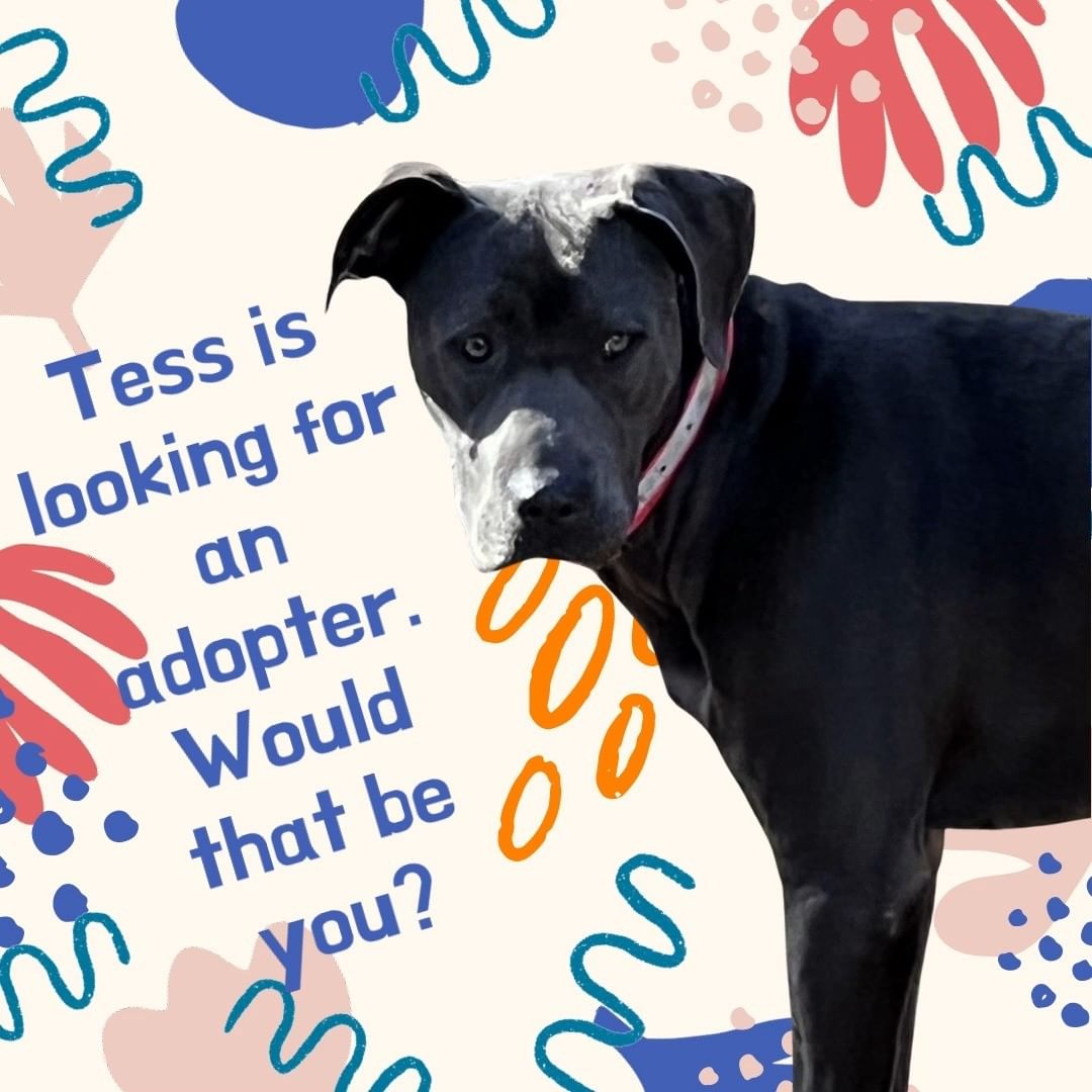 Meet Tess! Tess is a beautiful, high energy and super smart 1 year old pup looking for an active family. Tess enjoys running and playing with other dogs as well as hanging out with her family. She is crate and house trained. While she is great with kids, she is better with older kids given her size. She will need a strong handler as she is still learning her manners.

🐾 Please Note: All dogs currently available for adoption are posted on our website. This dog may have other interested adopters in line. If you are interested in adopting, please fill out an application. 🐾