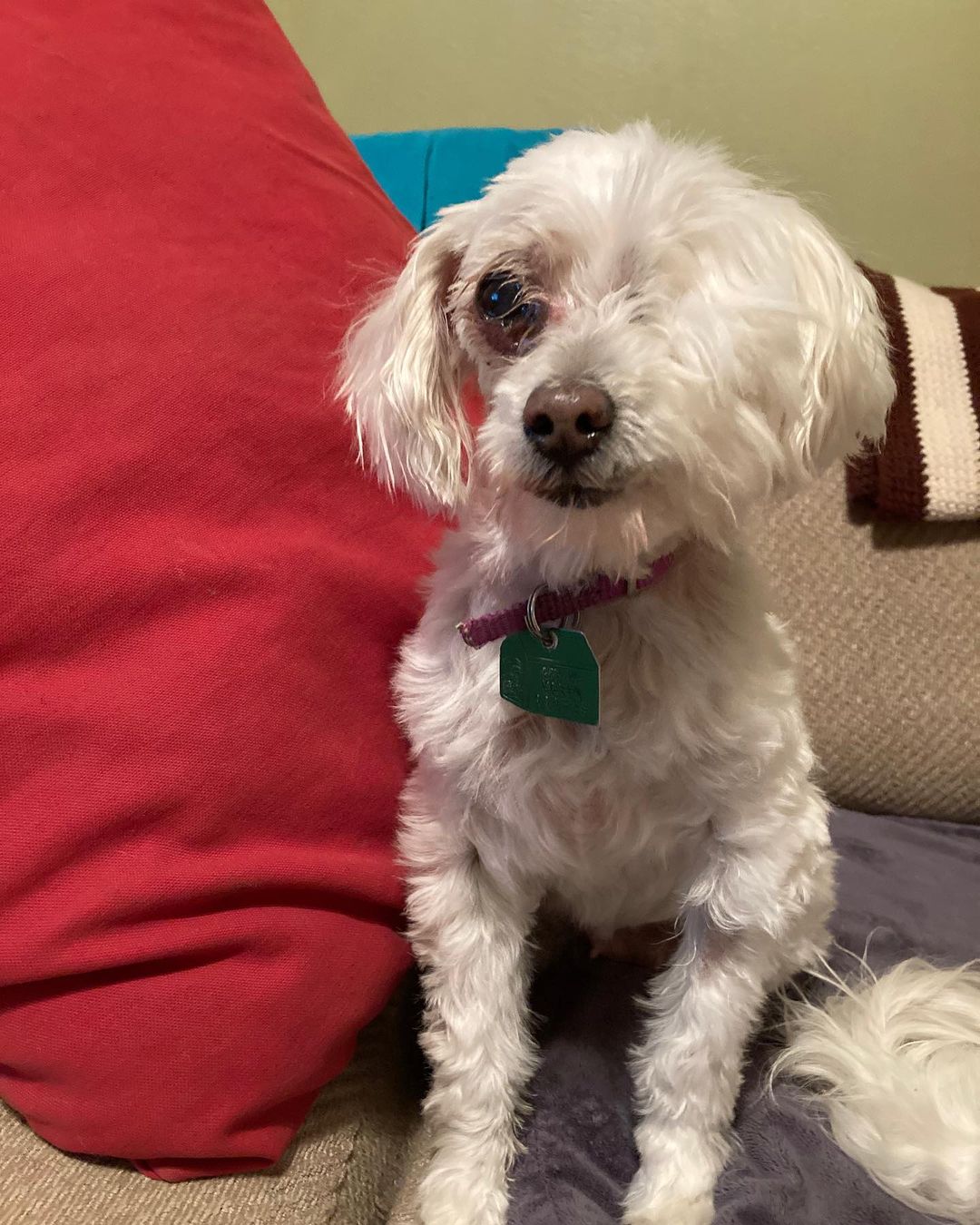 A huge thank you to Animal Health Center: Marshall, MN for donating the girl’s grooming! 

These two amazing girls have been with us since March!  Please share and let’s get them into an adoptive home! 

Kizzy and Kenya are a mother/daughter pair that must be adopted together.  They are 14 and 8 years old, Maltipoo mixes.  Don’t let their age fools you! They still have energy to do just about anything OR they like to cuddle up next to you while you Netflix and chill!  They love going for walks, hanging out in the backyard or going for car rides. 

Kizzy is 1/2 maltese and 1/2 poodle.  Kenya is 3/4 Maltese and 1/4 poodle. 
Both get along with dogs of all sizes and teenagers.  Both are house trained and crate trained, although they sleep in bed with the foster Mom…. They find their spot and you won’t hear from them again.  Kiz doesn’t go up and down stairs anymore so you’ll have to carry her and both LOVE to be wherever their person is at! 

These two love attention and would be a great addition to any family or a single person looking for some great dogs to spoil.

Both are current on vaccinations, microchipped, spayed, have had dentals  and are on monthly flea/tick/heartworm preventative. 

They will be adopted out as house dogs.

Adoption fee: $250

Apply at www.tracyareaanimalrescue.com

All of our animals are in foster homes. Meet and greets are arranged with an approved application on file. 

***Before applying - please make sure your current pets are up to date on vaccinations and spayed/neutered.***