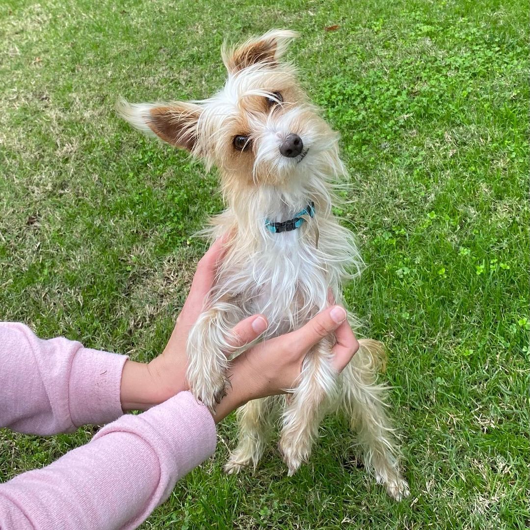 Giving Tuesday is tomorrow.  This is the day that your donations are matched. These sweet faces are hoping you can donate so we can continue to rescue more dogs and cats abs find them their perfect deserving homes. <a target='_blank' href='https://www.instagram.com/explore/tags/givingtuesday/'>#givingtuesday</a>