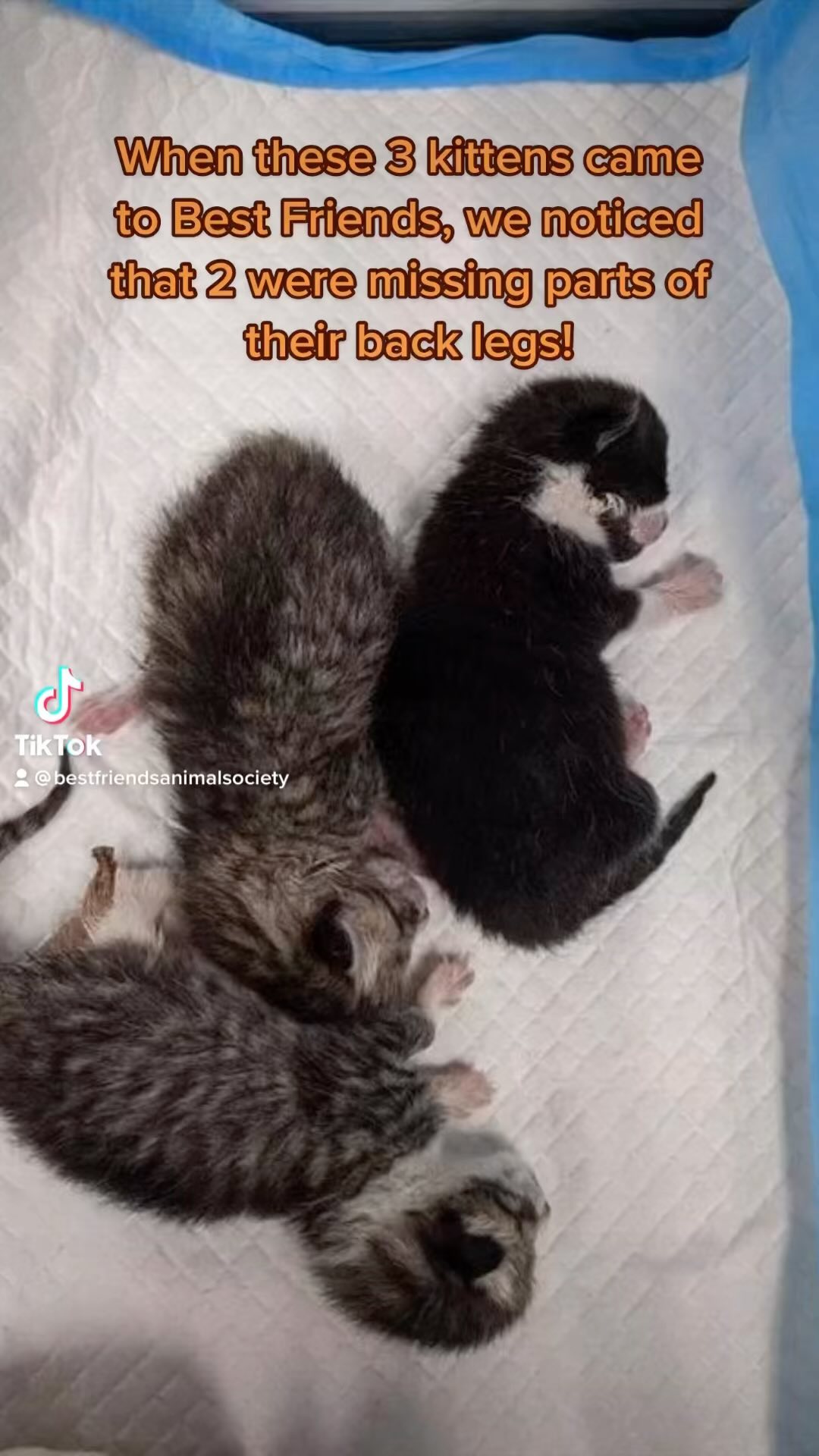 This litter of kittens is incredible unique - TWO of them needed amputations of their back leg! Luckily, they recovered quickly and are absolutely thriving 🧡 Please watch their story and consider making a donation to help us continue our lifesaving work — all gifts are being MATCHED through 11/30, so there’s no better time to contribute. Simply click the link in our bio and make twice the impact for homeless pets 😻