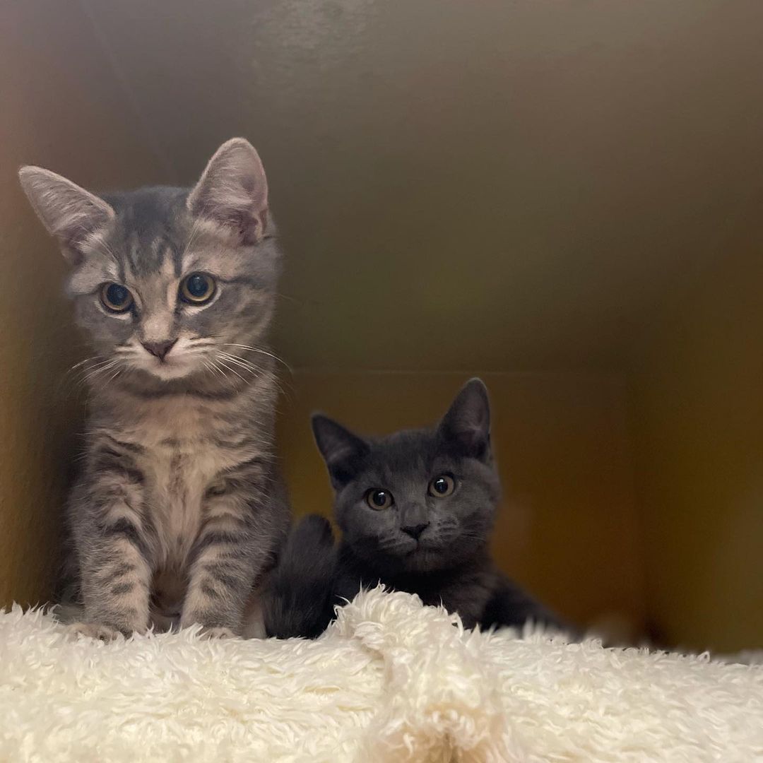 Adorable Wendy and Tinkerbell are out at Petsmart River Park looking for their happily ever afters! These sweet girls are 10 weeks old and are fixed and ready to go! Come adopt one or both today! Contact (559)267-3607 with any questions!