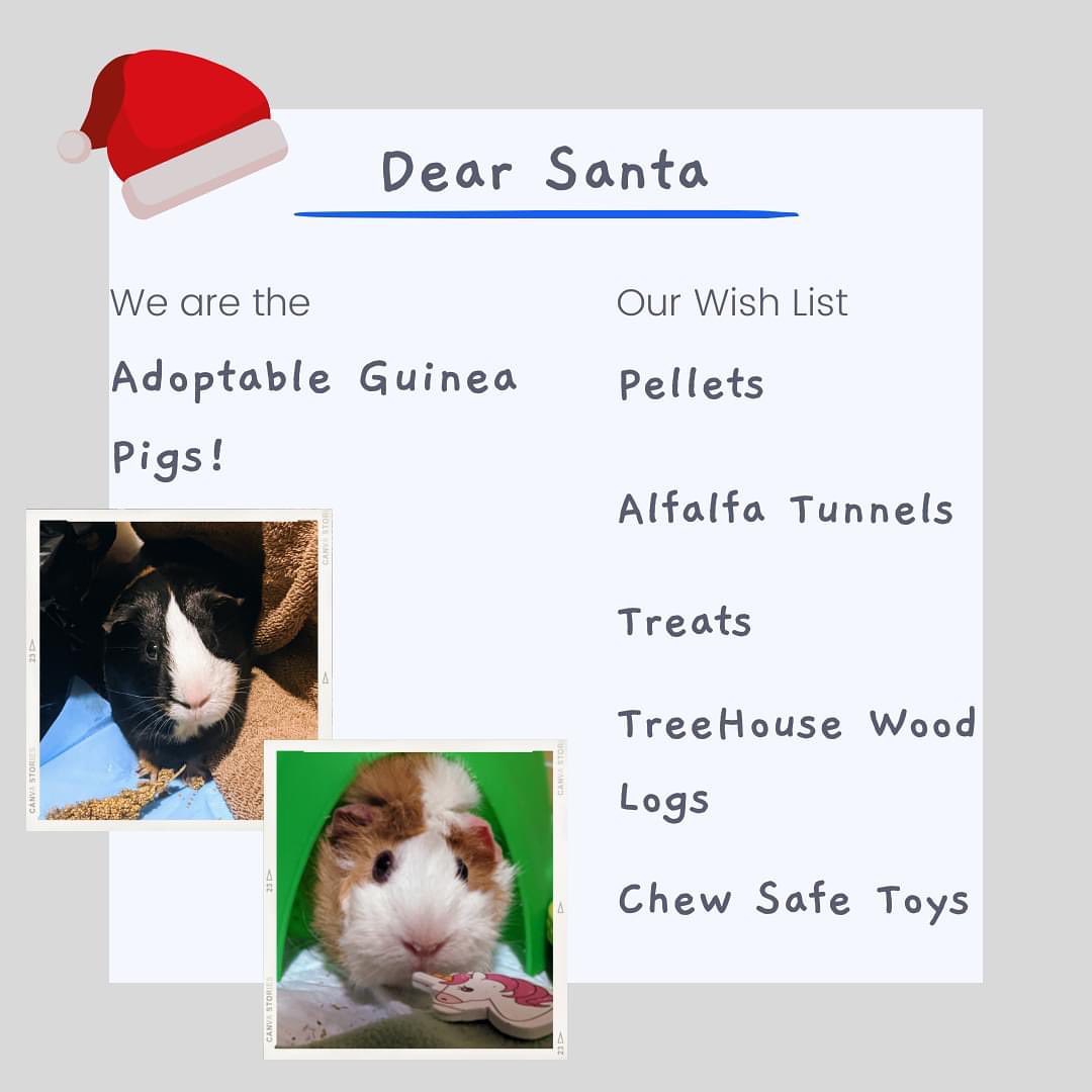 Our Pocket Pets have lists for Santa too! ☃️

We currently have several rabbits, hamsters and guinea pigs either in the shelter, a foster home, or at a pet store for adoption! 

No matter where these guys are for the holidays, we will ensure their stocking gets delivered!

<a target='_blank' href='https://www.instagram.com/explore/tags/pocketpets/'>#pocketpets</a> <a target='_blank' href='https://www.instagram.com/explore/tags/hamstersofinstagram/'>#hamstersofinstagram</a> <a target='_blank' href='https://www.instagram.com/explore/tags/guineapigsofinstagram/'>#guineapigsofinstagram</a> <a target='_blank' href='https://www.instagram.com/explore/tags/rabbitsofinstagram/'>#rabbitsofinstagram</a> <a target='_blank' href='https://www.instagram.com/explore/tags/foster/'>#foster</a> <a target='_blank' href='https://www.instagram.com/explore/tags/hay/'>#hay</a> <a target='_blank' href='https://www.instagram.com/explore/tags/enrichment/'>#enrichment</a> <a target='_blank' href='https://www.instagram.com/explore/tags/northumberlandhumanesociety/'>#northumberlandhumanesociety</a>