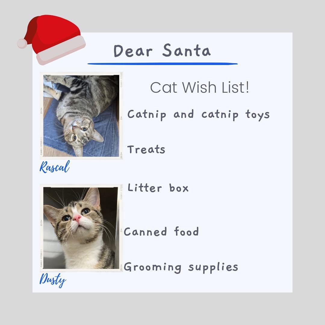 Last but not least, the cats and kittens have something to say to Santa! 🎅

While most items can be shared among all the cats, it's extra nice for them to have something brand new in their cage. 

Ho Ho Ho! ❄

<a target='_blank' href='https://www.instagram.com/explore/tags/sheltercat/'>#sheltercat</a> <a target='_blank' href='https://www.instagram.com/explore/tags/kittens/'>#kittens</a> <a target='_blank' href='https://www.instagram.com/explore/tags/adoptme/'>#adoptme</a> <a target='_blank' href='https://www.instagram.com/explore/tags/christmastree/'>#christmastree</a> <a target='_blank' href='https://www.instagram.com/explore/tags/stockingstuffers/'>#stockingstuffers</a> <a target='_blank' href='https://www.instagram.com/explore/tags/giftideas/'>#giftideas</a> <a target='_blank' href='https://www.instagram.com/explore/tags/rescued/'>#rescued</a> <a target='_blank' href='https://www.instagram.com/explore/tags/catsofinstagram/'>#catsofinstagram</a> <a target='_blank' href='https://www.instagram.com/explore/tags/meow/'>#meow</a> <a target='_blank' href='https://www.instagram.com/explore/tags/northumberlandhumanesociety/'>#northumberlandhumanesociety</a>