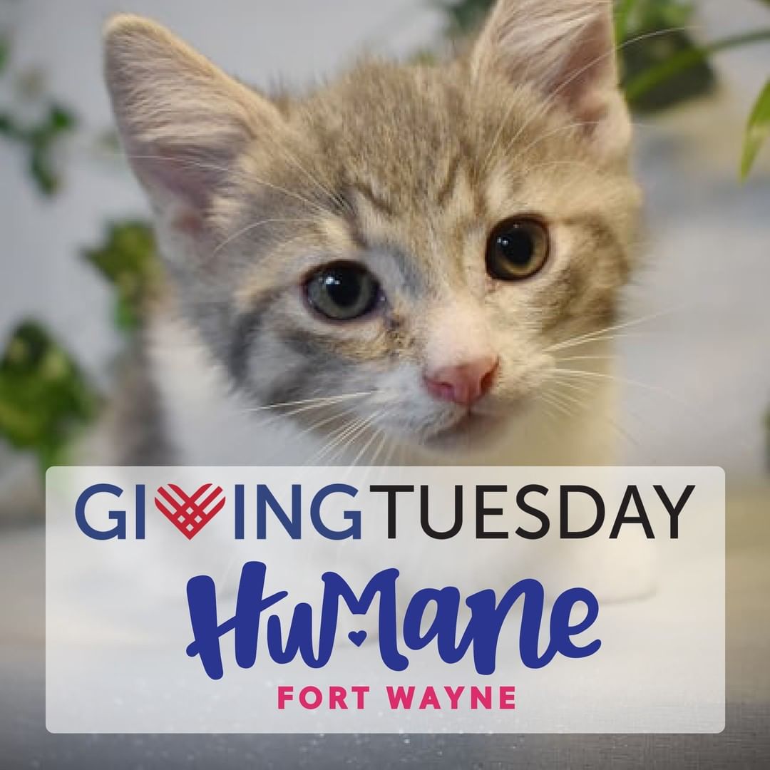 <a target='_blank' href='https://www.instagram.com/explore/tags/GivingTuesday/'>#GivingTuesday</a> is THREE days away! ❤️ As Fort Wayne's only nonprofit animal shelter and low-cost spay/neuter and wellness clinic, we operate solely on the support we receive from donors just like you. Thanks to your generosity, Willow and over 900 of her feline friends were able to receive the care they needed to find their forever homes this year. Help pets like Willow find their forever families - plan to donate on Giving Tuesday at Humane Fort Wayne on 11.30.21!
.
.
.
<a target='_blank' href='https://www.instagram.com/explore/tags/GivingTuesday2021/'>#GivingTuesday2021</a> <a target='_blank' href='https://www.instagram.com/explore/tags/Donate/'>#Donate</a> <a target='_blank' href='https://www.instagram.com/explore/tags/HumaneFW/'>#HumaneFW</a> <a target='_blank' href='https://www.instagram.com/explore/tags/FortWayne/'>#FortWayne</a> <a target='_blank' href='https://www.instagram.com/explore/tags/FortWayneIndiana/'>#FortWayneIndiana</a> <a target='_blank' href='https://www.instagram.com/explore/tags/Adopt/'>#Adopt</a> <a target='_blank' href='https://www.instagram.com/explore/tags/AnimalShelter/'>#AnimalShelter</a> <a target='_blank' href='https://www.instagram.com/explore/tags/ShelterPet/'>#ShelterPet</a> <a target='_blank' href='https://www.instagram.com/explore/tags/SpayNeuterClinic/'>#SpayNeuterClinic</a>
