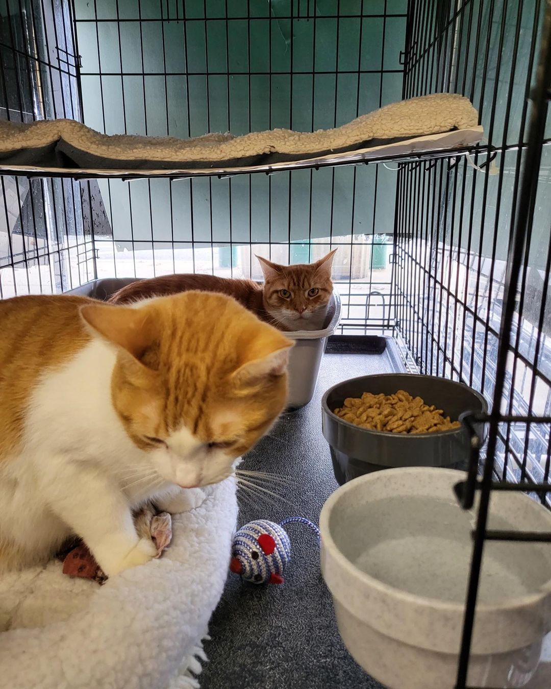 Please welcome Ivy (brown tabby) and Missy & Colby (two gingers) —new arrivals in Pets Supplies Plus in West Chester💗😊💙. Go visit them today to learn more about these sweet cats & see if they could be a purrfect fit for your family! Apply in store or get pre-approved via link in bio 🐈🐈‍⬛
<a target='_blank' href='https://www.instagram.com/explore/tags/forgottencatswestchester/'>#forgottencatswestchester</a> <a target='_blank' href='https://www.instagram.com/explore/tags/forgottencats/'>#forgottencats</a> <a target='_blank' href='https://www.instagram.com/explore/tags/adoptus/'>#adoptus</a>