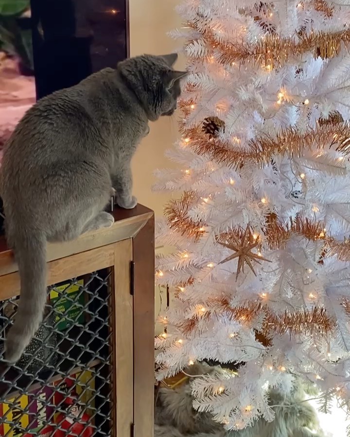 Waldamar, adopted this year, is enjoying his very first Christmas in his new home!🎄♥️💚
<a target='_blank' href='https://www.instagram.com/explore/tags/catsatchristmas/'>#catsatchristmas</a> 
<a target='_blank' href='https://www.instagram.com/explore/tags/catsanddecorations/'>#catsanddecorations</a> 
<a target='_blank' href='https://www.instagram.com/explore/tags/russianbluesofinstagram/'>#russianbluesofinstagram</a> 
<a target='_blank' href='https://www.instagram.com/explore/tags/acatmakesahouseahome/'>#acatmakesahouseahome</a>