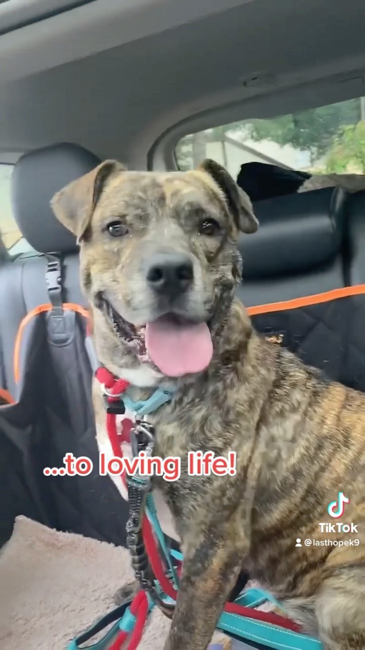 Adoptable Edgar has come a long way in his foster home ❤️ <a target='_blank' href='https://www.instagram.com/explore/tags/adoptme/'>#adoptme</a> <a target='_blank' href='https://www.instagram.com/explore/tags/bullmastiff/'>#bullmastiff</a> <a target='_blank' href='https://www.instagram.com/explore/tags/transformation/'>#transformation</a>