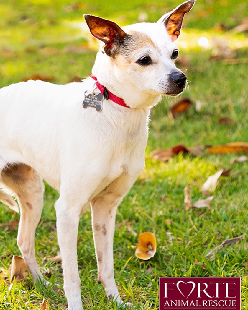 Adopt Pistachio!!! 💚💫
・・・
I don’t know how I ended up in the pound, but I’m glad I’m out of there. I’m a bit scared of new things initially, so it takes me a little while to warm up. 🥰 I’m not a social butterfly but I’m learning to be calm around other dogs. If the right family can take the time to show me what true love and affection is, I know I’ll become your sweet, happy companion! 🐕
・・・
www.adoptapet.com/pet/31558702
・・・
<a target='_blank' href='https://www.instagram.com/explore/tags/rescuedogsofinstagram/'>#rescuedogsofinstagram</a> <a target='_blank' href='https://www.instagram.com/explore/tags/forteanimalrescue/'>#forteanimalrescue</a> <a target='_blank' href='https://www.instagram.com/explore/tags/adoptdontshop/'>#adoptdontshop</a> <a target='_blank' href='https://www.instagram.com/explore/tags/rescuedog/'>#rescuedog</a> <a target='_blank' href='https://www.instagram.com/explore/tags/igdogs/'>#igdogs</a> #🐶