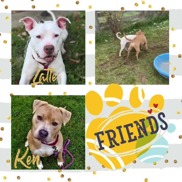 Today we feature our 4yr old Latte & 2yr old Ken. They’ve become good friends while staying here with us. This past weekend they enjoyed their playtime in the yard. Both are members of our doggy play group. Ken & Latte would love to have their own families to love upon. A meet & greet would be required if you have other pups. Email frontdesk1@cnyspca.org w/inquiries. Fill out an application to meet either of them: https://buff.ly/3D8mnK6⠀
<a target='_blank' href='https://www.instagram.com/explore/tags/adoptdontshop/'>#adoptdontshop</a>⠀
<a target='_blank' href='https://www.instagram.com/explore/tags/foreverhomeneeded/'>#foreverhomeneeded</a>