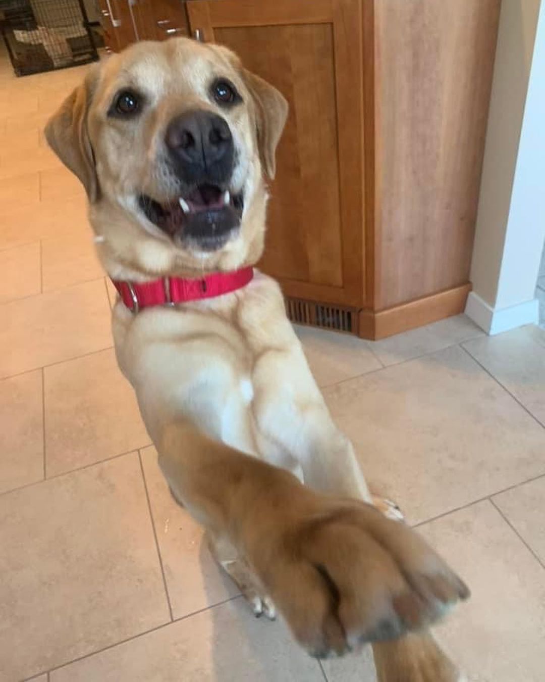 Lab lovers 🔊 we have your boy!! Meet handsome, smart and well behaved Dallas. 

Just like his city namesake, Dallas is big - 95 lbs of yellow lab love. Some stats on our sweet lug…
Great with dogs ✅ 
Nice to cats ✅ 
Fully potty trained and crate trained ✅✅
Walks well on a leash ✅
Knows many basic commands such as sit, stay and down ✅✅✅
Loves snuggles and playtime equally ✅✅

Like many labs, Dallas tore his ACL playing with his friends, but we are covering his surgery and he should have no long term effects. He also prefers a home without small children, but would welcome other animals living with him. 

Here are a few words from one of our volunteers/fosters who has spent time with Dallas in her home:

“From my experience I can say he is such a good boy! Dallas is crate trained, fully potty trained, knows commands like sit, shake, and down. He is good on a leash and enjoys his walks. He is a very happy boy and loves attention and belly rubs. He also LOVES to play fetch. Dallas enjoys meeting other dogs and seems to ignore our cat so far. He is perfect for anyone looking for a classic happy-go-lucky lab.”

What a very good boy! Fill out an app to bring this handsome labby pup home! 💛💛💛

<a target='_blank' href='https://www.instagram.com/explore/tags/adoptme/'>#adoptme</a> <a target='_blank' href='https://www.instagram.com/explore/tags/lab/'>#lab</a> <a target='_blank' href='https://www.instagram.com/explore/tags/rescuelab/'>#rescuelab</a> <a target='_blank' href='https://www.instagram.com/explore/tags/rescuedog/'>#rescuedog</a> <a target='_blank' href='https://www.instagram.com/explore/tags/bigboy/'>#bigboy</a> <a target='_blank' href='https://www.instagram.com/explore/tags/yellowlab/'>#yellowlab</a> <a target='_blank' href='https://www.instagram.com/explore/tags/dogsofstl/'>#dogsofstl</a> <a target='_blank' href='https://www.instagram.com/explore/tags/dogsofstlouis/'>#dogsofstlouis</a> <a target='_blank' href='https://www.instagram.com/explore/tags/homefortheholidays/'>#homefortheholidays</a> <a target='_blank' href='https://www.instagram.com/explore/tags/pickme/'>#pickme</a> <a target='_blank' href='https://www.instagram.com/explore/tags/handsome/'>#handsome</a> <a target='_blank' href='https://www.instagram.com/explore/tags/labrador/'>#labrador</a>