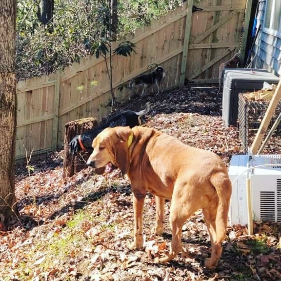 We had a ribbon cutting of sorts for the new lot for the dogs. To be on the safe side I'm going to add a couple of feet height on the lower end since it's on an incline and I do not trust them not to jump it. 
 This is double the size of the other but is on an incline so I'll probably just let the younger dogs play out here until I can get a ramp built and a couple of decks so they can sun. Houndsworth and some of the seniors had a hard time navigating up the bank. Maybelle, on the other hand, took off the down the hill and there was no stopping her. 
 Thanks to Justin's Quality Fencing and Nuclear Fuel Services for making this happen. Thank you Nicole and Sammy for helping me wrangle them all today. The hounds and I appreciate you all. 
www.misfithounds.org