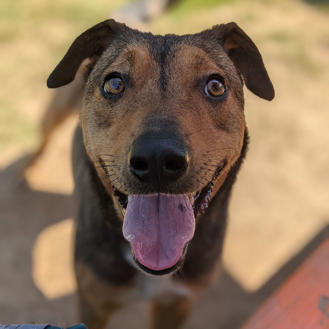 ⠀
This is Trixie+ !⠀
⠀
Trixie has been with us for over 200 days! She was brought to us as an owner surrender with 5 puppies! While her puppies were all adopted, she hasn't even been looked at.⠀
⠀
Our vet estimated that she is an approximately 4 year old shepherd mix. While she enjoys her time outside, she also loves to relax Trixie has done well with most dogs we've introduced her to, and would likely prefer a younger housemate she could boss around.⠀
⠀
The ( + ) at the end of her name signifies that she is heartworm positive. While she will need heartworm treatments, our humane society will provide up to $300 towards the treatments. ⠀