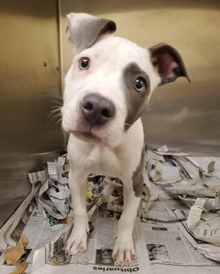 3-month-old Scully is a social Terrier, American Pit Bull mix looking for an active family to call her own. Scully loves to run, play with toys and meet new people. To learn more about Scully, click the link in our bio.  <a target='_blank' href='https://www.instagram.com/explore/tags/adoptadog/'>#adoptadog</a> <a target='_blank' href='https://www.instagram.com/explore/tags/adoptapet/'>#adoptapet</a>