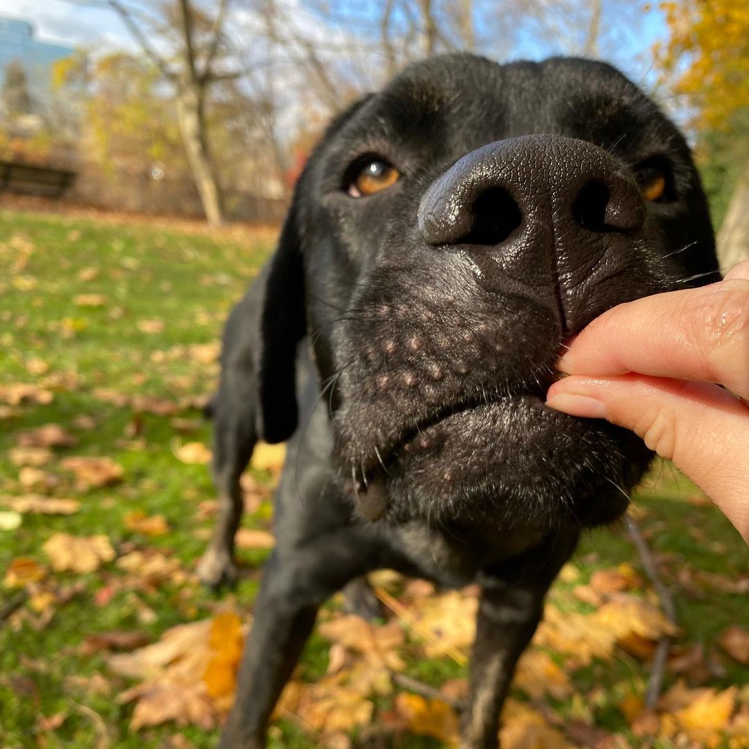 Meet Solo! A <a target='_blank' href='https://www.instagram.com/explore/tags/CaneCorso/'>#CaneCorso</a> mix this guy is true to his breed; weary of strangers but putty in your hand once he trusts you. Solo is a large puppy, still learning manners, gaining confidence and navigating life with a rough start. He is about 90lbs and still growing, so a large breed experienced home is required. Smart and eager to please Solo has shown us he wants to be the goodest boy, he knows sit, is working on down and most of the time walks in a perfect heel. Solo loves to play with dogs of all sizes but may be a bit much for dogs under 30lbs, he has zero body awareness and those giant paws may accidentally hurt a small dog. Fully vetted, and ready to go home Solo is looking for an adult only/older teen home, a dog companion would be fantastic and we have not yet cat tested him. 
🐾
Follow the link in our bio to apply for Solo or one of our other great dogs. We have some dogs looking for homes with a bunch more arriving next weekend (click the Coming Soon button to see them!). 
:
:
:
<a target='_blank' href='https://www.instagram.com/explore/tags/canecorsopuppy/'>#canecorsopuppy</a> <a target='_blank' href='https://www.instagram.com/explore/tags/canecorsoofinstagram/'>#canecorsoofinstagram</a> <a target='_blank' href='https://www.instagram.com/explore/tags/mutt/'>#mutt</a> <a target='_blank' href='https://www.instagram.com/explore/tags/goodboy/'>#goodboy</a> <a target='_blank' href='https://www.instagram.com/explore/tags/lab/'>#lab</a> <a target='_blank' href='https://www.instagram.com/explore/tags/labrador/'>#labrador</a> <a target='_blank' href='https://www.instagram.com/explore/tags/labmix/'>#labmix</a> <a target='_blank' href='https://www.instagram.com/explore/tags/bigboy/'>#bigboy</a> <a target='_blank' href='https://www.instagram.com/explore/tags/adopt/'>#adopt</a> <a target='_blank' href='https://www.instagram.com/explore/tags/adoptdontshop/'>#adoptdontshop</a> <a target='_blank' href='https://www.instagram.com/explore/tags/adoption/'>#adoption</a> <a target='_blank' href='https://www.instagram.com/explore/tags/rescue/'>#rescue</a> <a target='_blank' href='https://www.instagram.com/explore/tags/rescuedog/'>#rescuedog</a> <a target='_blank' href='https://www.instagram.com/explore/tags/rescuedogsofinstagram/'>#rescuedogsofinstagram</a> <a target='_blank' href='https://www.instagram.com/explore/tags/rescued/'>#rescued</a> <a target='_blank' href='https://www.instagram.com/explore/tags/rescuedismyfavoritebreed/'>#rescuedismyfavoritebreed</a> <a target='_blank' href='https://www.instagram.com/explore/tags/cute/'>#cute</a> <a target='_blank' href='https://www.instagram.com/explore/tags/blacklab/'>#blacklab</a> <a target='_blank' href='https://www.instagram.com/explore/tags/blackdog/'>#blackdog</a> <a target='_blank' href='https://www.instagram.com/explore/tags/dog/'>#dog</a> <a target='_blank' href='https://www.instagram.com/explore/tags/dogmom/'>#dogmom</a> <a target='_blank' href='https://www.instagram.com/explore/tags/dogdad/'>#dogdad</a> <a target='_blank' href='https://www.instagram.com/explore/tags/dogsofinstagram/'>#dogsofinstagram</a> <a target='_blank' href='https://www.instagram.com/explore/tags/autumn/'>#autumn</a> <a target='_blank' href='https://www.instagram.com/explore/tags/fall/'>#fall</a> <a target='_blank' href='https://www.instagram.com/explore/tags/photooftheday/'>#photooftheday</a> <a target='_blank' href='https://www.instagram.com/explore/tags/dogslife/'>#dogslife</a> <a target='_blank' href='https://www.instagram.com/explore/tags/dogoftheday/'>#dogoftheday</a> <a target='_blank' href='https://www.instagram.com/explore/tags/mastiff/'>#mastiff</a>