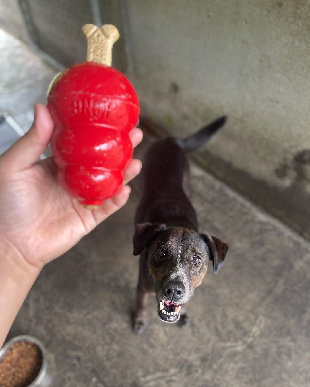 Thankful to our dedicated, compassionate, kind team for treating each and every one of our shelter pets like their own during their time with us.

Our Behavior Manager, Lexi, made special Thanksgiving Kong surprises for all the shelter dogs. Adoptable Mo’s face went from 🥺 to 😍 at the sight of his Kong treat!

Mo is one of three dogs who recently came in to our care together. They were adopted as puppies from HIHS 6 years ago, and today, they find themselves back in the shelter. Mo’s sisters are already getting lots of attention thanks to their golden girl looks but Mo deserves the same kind of love and comfort. Check out good boy Mo at hihs.org!

<a target='_blank' href='https://www.instagram.com/explore/tags/adoptMoHIHS/'>#adoptMoHIHS</a> <a target='_blank' href='https://www.instagram.com/explore/tags/Kong/'>#Kong</a> <a target='_blank' href='https://www.instagram.com/explore/tags/Kongsgiving/'>#Kongsgiving</a> <a target='_blank' href='https://www.instagram.com/explore/tags/Thanksgiving/'>#Thanksgiving</a> <a target='_blank' href='https://www.instagram.com/explore/tags/shelterdog/'>#shelterdog</a> <a target='_blank' href='https://www.instagram.com/explore/tags/shelterdogsofinstagram/'>#shelterdogsofinstagram</a> <a target='_blank' href='https://www.instagram.com/explore/tags/adoptashelterdog/'>#adoptashelterdog</a>