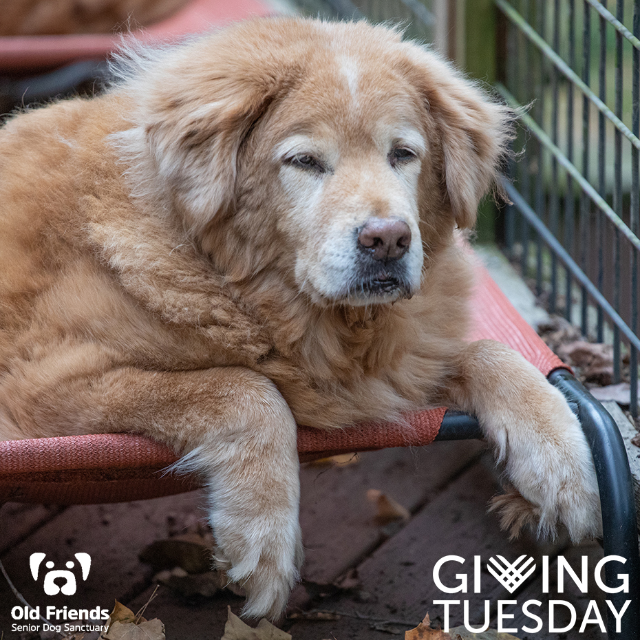 Barry is exhausted and can hardly keep his eyes open! He's had a very full day of eating, sleeping, observing, and meandering. Go get some shut eye, Barry! Tomorrow is Monday and that means work! <a target='_blank' href='https://www.instagram.com/explore/tags/OFSDS/'>#OFSDS</a> <a target='_blank' href='https://www.instagram.com/explore/tags/OFSDSHomeGang/'>#OFSDSHomeGang</a> <a target='_blank' href='https://www.instagram.com/explore/tags/OFSDSBarry/'>#OFSDSBarry</a> <a target='_blank' href='https://www.instagram.com/explore/tags/SeniorDogs/'>#SeniorDogs</a> <a target='_blank' href='https://www.instagram.com/explore/tags/OFSDSGoodnight/'>#OFSDSGoodnight</a>

GivingTuesday is on Tuesday, November 30, and is a global generosity movement! GivingTuesday.org