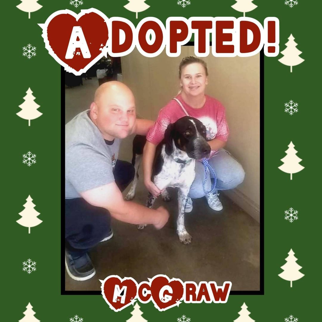 🥰HAPPY TAIL🥰 Congrats to McGraw on finding his happily ever after today! 🥳 
<a target='_blank' href='https://www.instagram.com/explore/tags/rescue/'>#rescue</a> <a target='_blank' href='https://www.instagram.com/explore/tags/dontshopadopt/'>#dontshopadopt</a> <a target='_blank' href='https://www.instagram.com/explore/tags/mixedbreedpurelove/'>#mixedbreedpurelove</a> <a target='_blank' href='https://www.instagram.com/explore/tags/foster/'>#foster</a> <a target='_blank' href='https://www.instagram.com/explore/tags/fosteringsaveslives/'>#fosteringsaveslives</a> <a target='_blank' href='https://www.instagram.com/explore/tags/bethechange/'>#bethechange</a> <a target='_blank' href='https://www.instagram.com/explore/tags/onebyoneuntiltherearenone/'>#onebyoneuntiltherearenone</a> 

🎄 shelterfriends.org 🎄