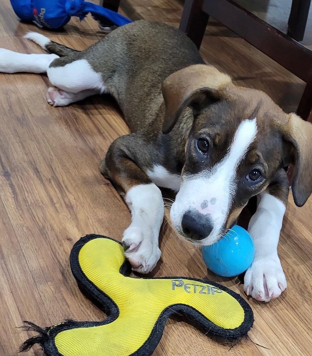 Meet Rosemary!
🐾Female
🐾Age: DOB: 7/31/2021
🐾Weight: 20 lbs and growing!
🐾Breed: Beagle/Shepherd/Lab mix
🧡
Hey there, I’m Rosemary! I am the sweet and docile one of my litter! I enjoy playing with the occasional tennis ball or chewing on a bone and spending time with my human; even more so if we are cuddling! I get nervous with fast moving things and shy away quickly. I also like to talk for a little bit during my crate time and would hate to disrupt nearby neighbors, so unfortunately, I would not do well in apartments or a home with shared walls.
🍁
I can be shy when I first meet other dogs, but I do warm up after some time and really enjoy interacting with my furry friends! Since I am young, I am still learning all the basic manners such as house training, crate training and leash training. I am catching on quickly to all of them but will need continued work to ensure I am a pro in no time!
☀️
If you are interested in meeting Rosemary, apply to adopt her at www.causeforcanines.org
Must have a flexible schedule to accommodate a puppy’s needs.
Adoption fee: $350
Must be an Ohio resident & 23 or older.
Children must be 10 or older.
Cats unknown.
No Apartments.