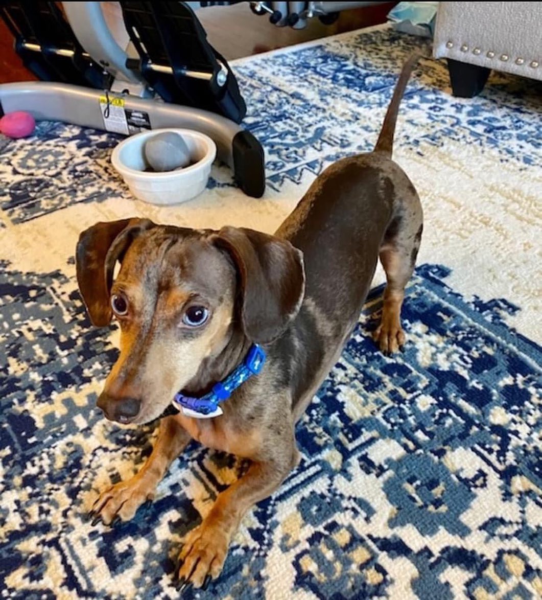 Helloooo everyone! My name is Hugo! I'm around 4-5 years old and I LOVE to play with anything that squeaks! I may be tiny, but I think I am MIGHTY. So, I need a dachshund savvy home. 💯One that understands resource guarding, whatever that is! They say I need boundaries and a strong💪 pack leader because I love MY toys, MY treats, and MY hooman! I could  learn better manners with the right Furever Family. No shared walls and no small children. Must have fenced in yard.
💜
Adopt me at www.tndachshundrescue.com 
.
.
.
<a target='_blank' href='https://www.instagram.com/explore/tags/dachshund/'>#dachshund</a> <a target='_blank' href='https://www.instagram.com/explore/tags/dachshundrescue/'>#dachshundrescue</a> <a target='_blank' href='https://www.instagram.com/explore/tags/rescuedachshund/'>#rescuedachshund</a> <a target='_blank' href='https://www.instagram.com/explore/tags/adoptdontshop/'>#adoptdontshop</a> <a target='_blank' href='https://www.instagram.com/explore/tags/adoptme/'>#adoptme</a> <a target='_blank' href='https://www.instagram.com/explore/tags/dachshundoftheday/'>#dachshundoftheday</a> <a target='_blank' href='https://www.instagram.com/explore/tags/dachshundsofinstagram/'>#dachshundsofinstagram</a> <a target='_blank' href='https://www.instagram.com/explore/tags/sausagedog/'>#sausagedog</a> <a target='_blank' href='https://www.instagram.com/explore/tags/sausagedogcentral/'>#sausagedogcentral</a> <a target='_blank' href='https://www.instagram.com/explore/tags/doxiesofinstagram/'>#doxiesofinstagram</a> <a target='_blank' href='https://www.instagram.com/explore/tags/doxielove/'>#doxielove</a> <a target='_blank' href='https://www.instagram.com/explore/tags/hugo/'>#hugo</a> <a target='_blank' href='https://www.instagram.com/explore/tags/tennessee/'>#tennessee</a>